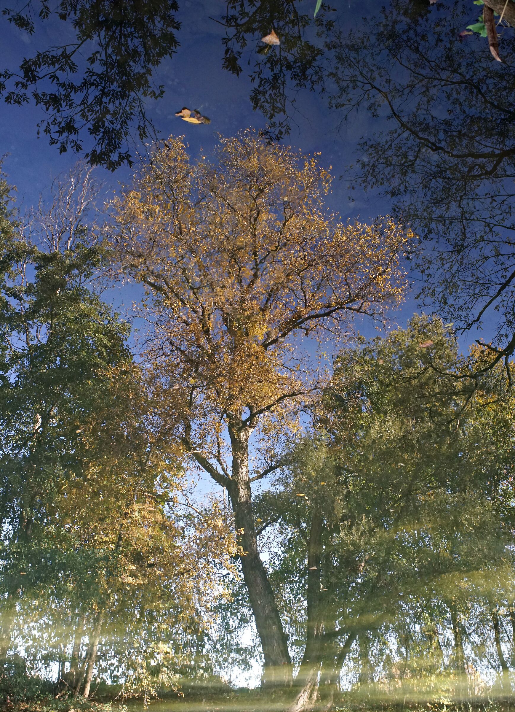 Riflessi di piante d'autunno nel fiume IV
