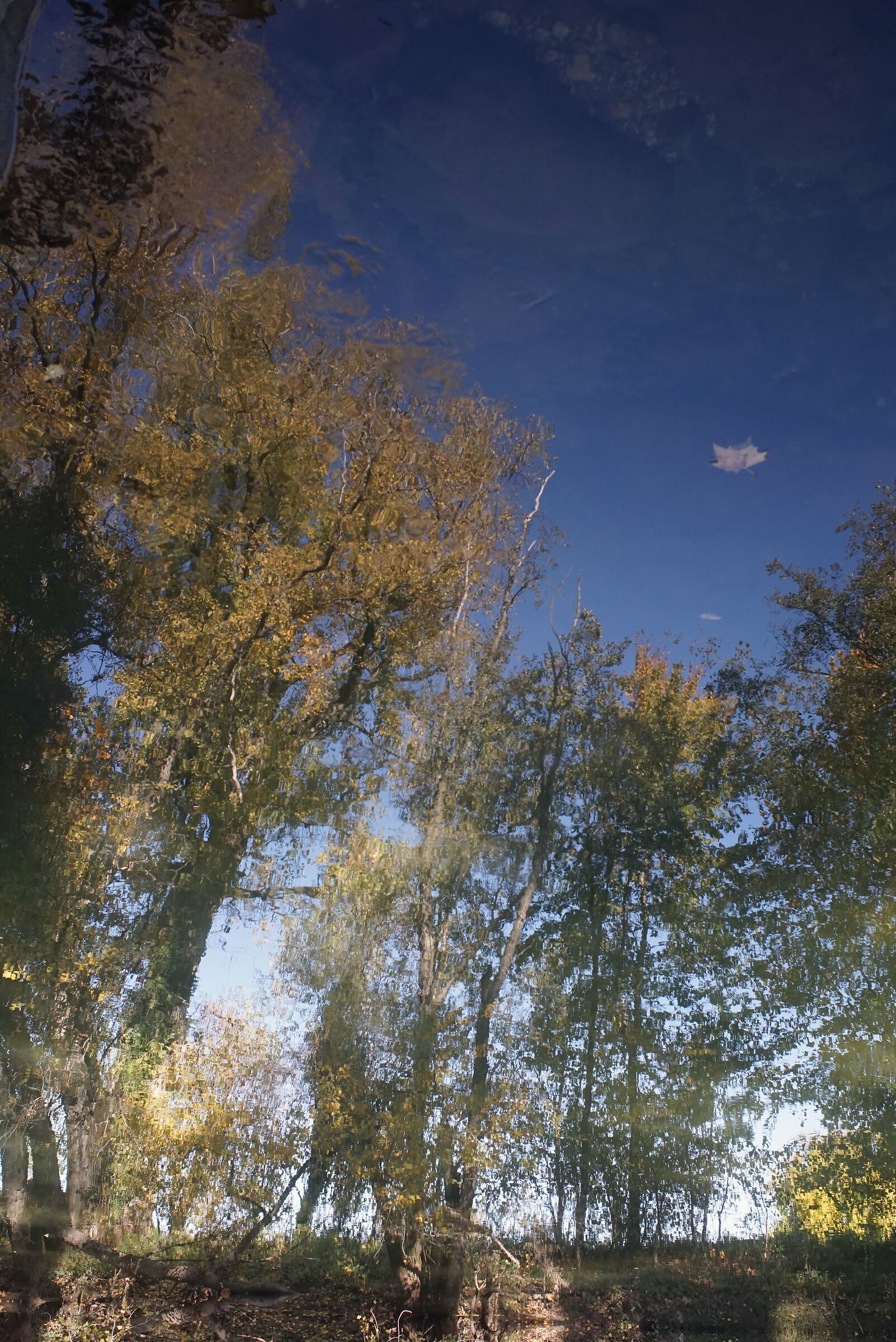 Riflessi di piante d'autunno nel fiume V