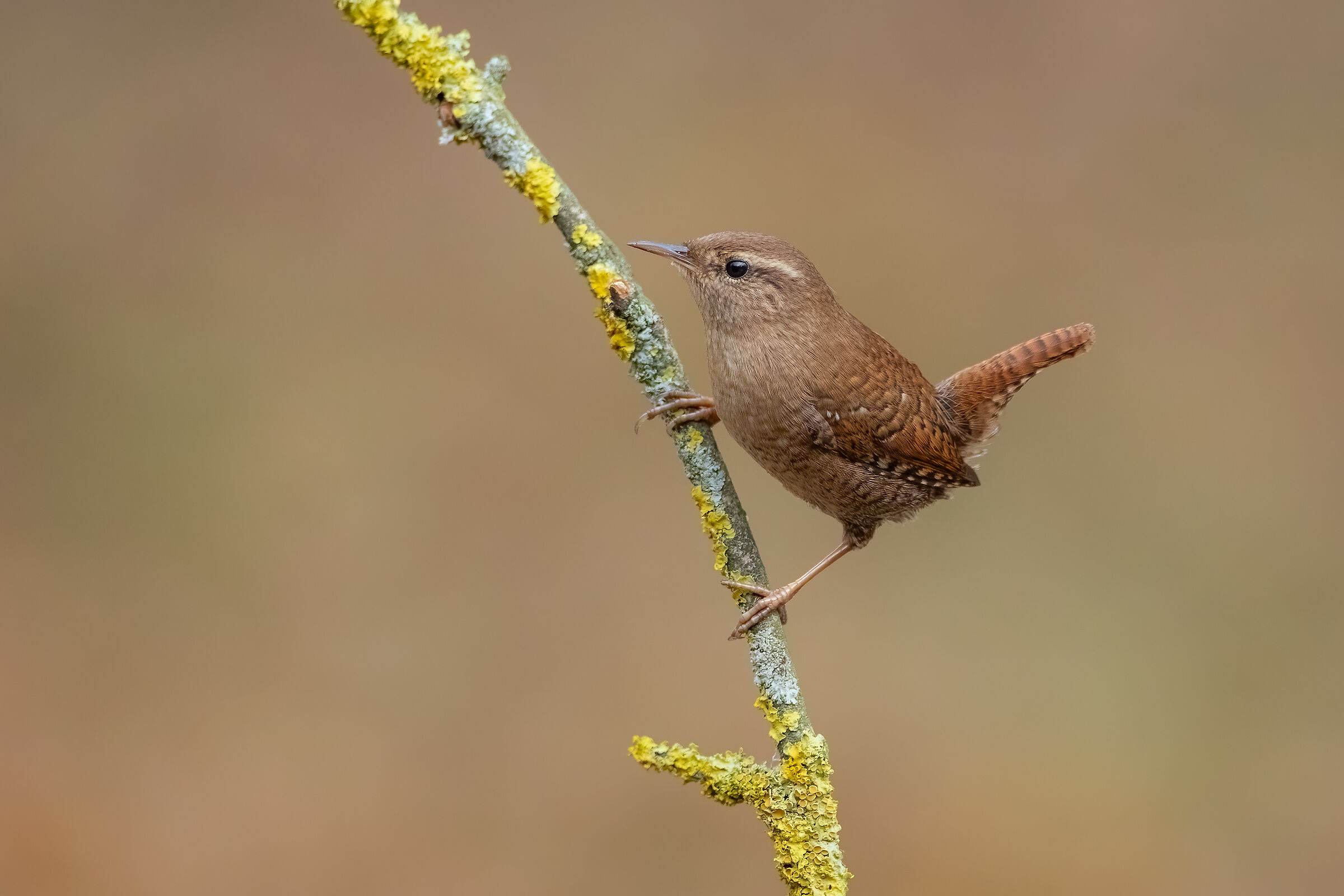 Wren