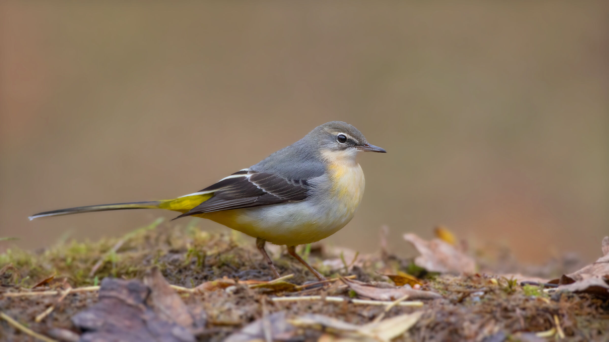 Grey wagtail