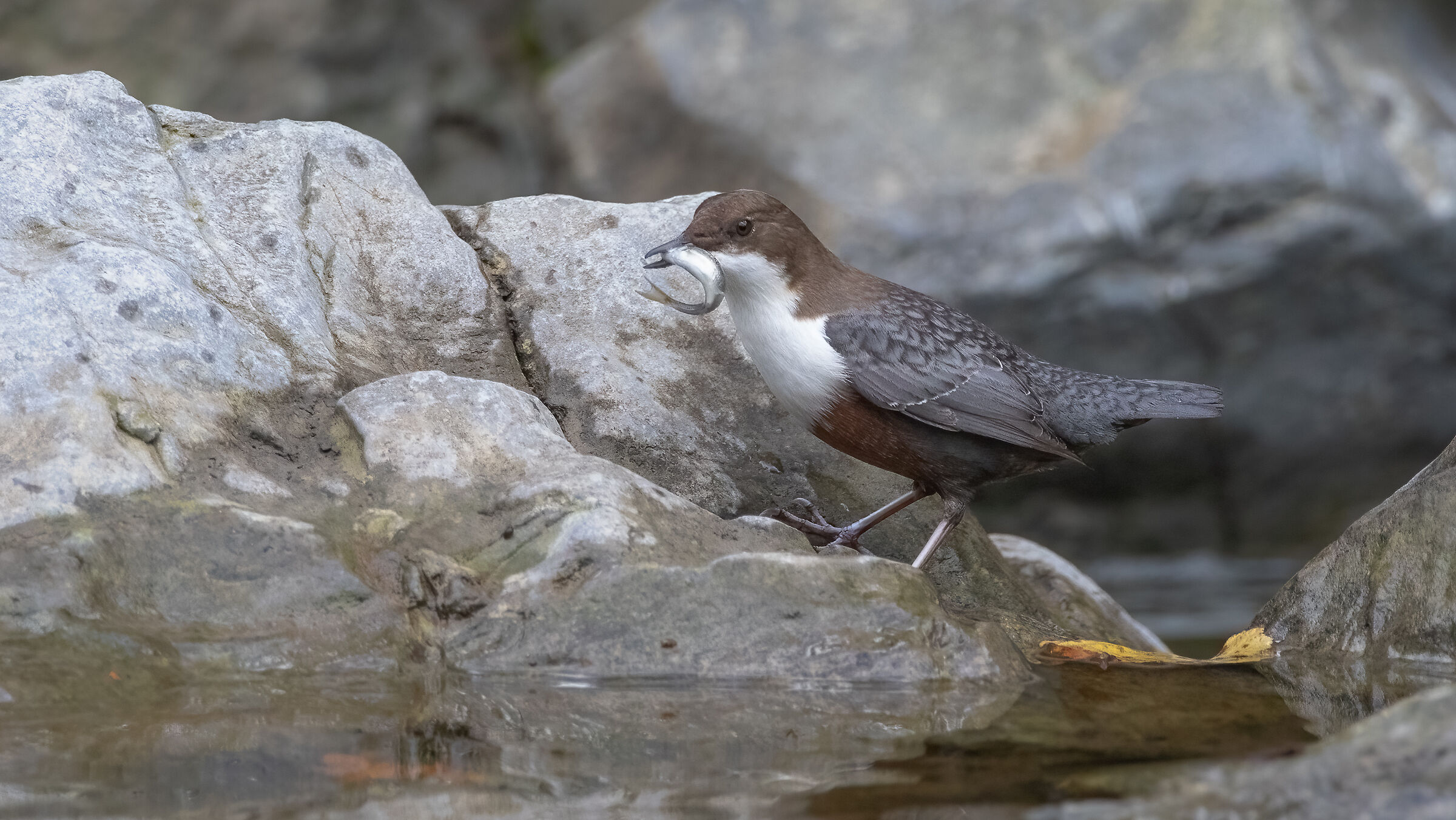 Dipper blackbird with prey