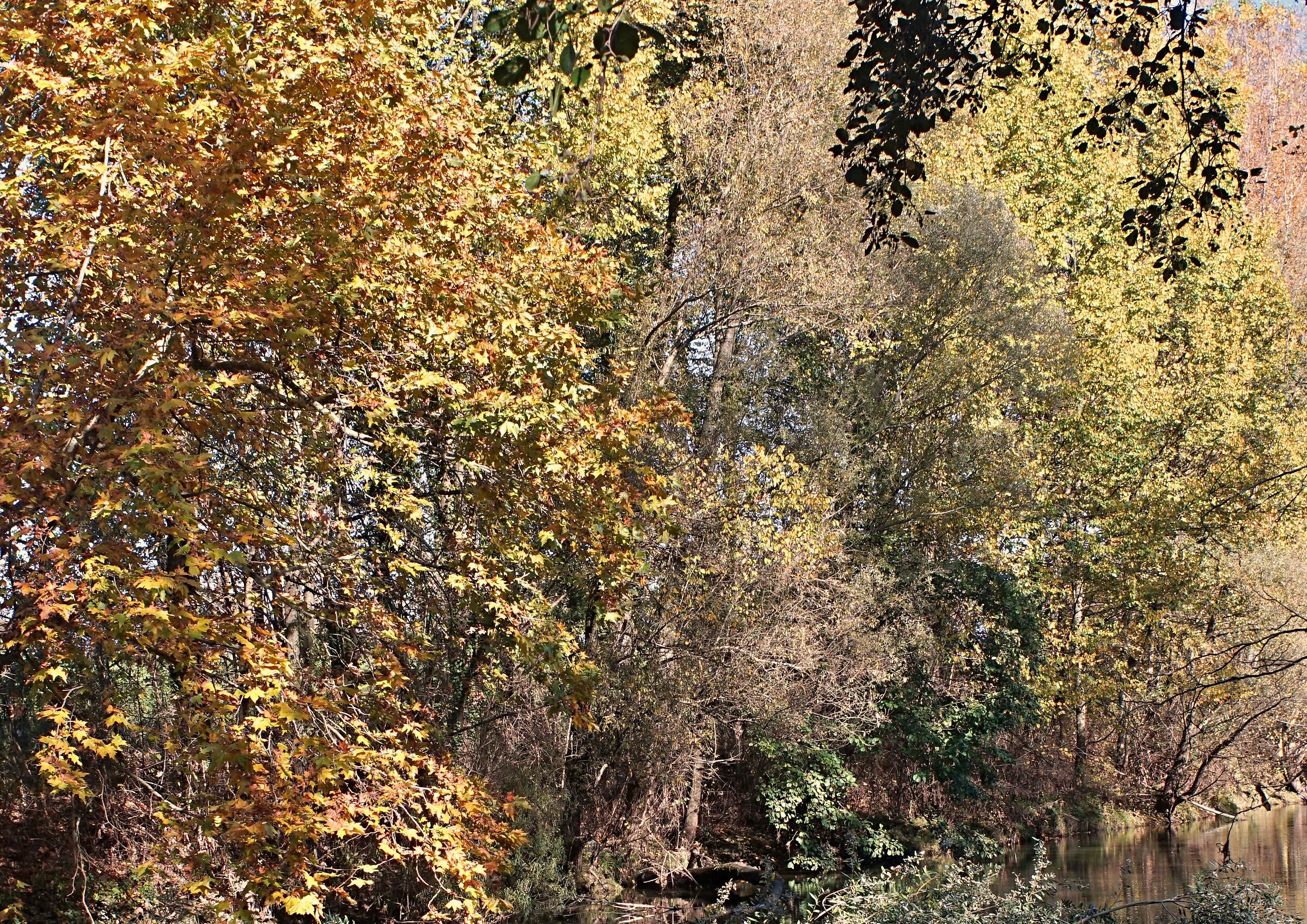Piante sul fiume in autunno