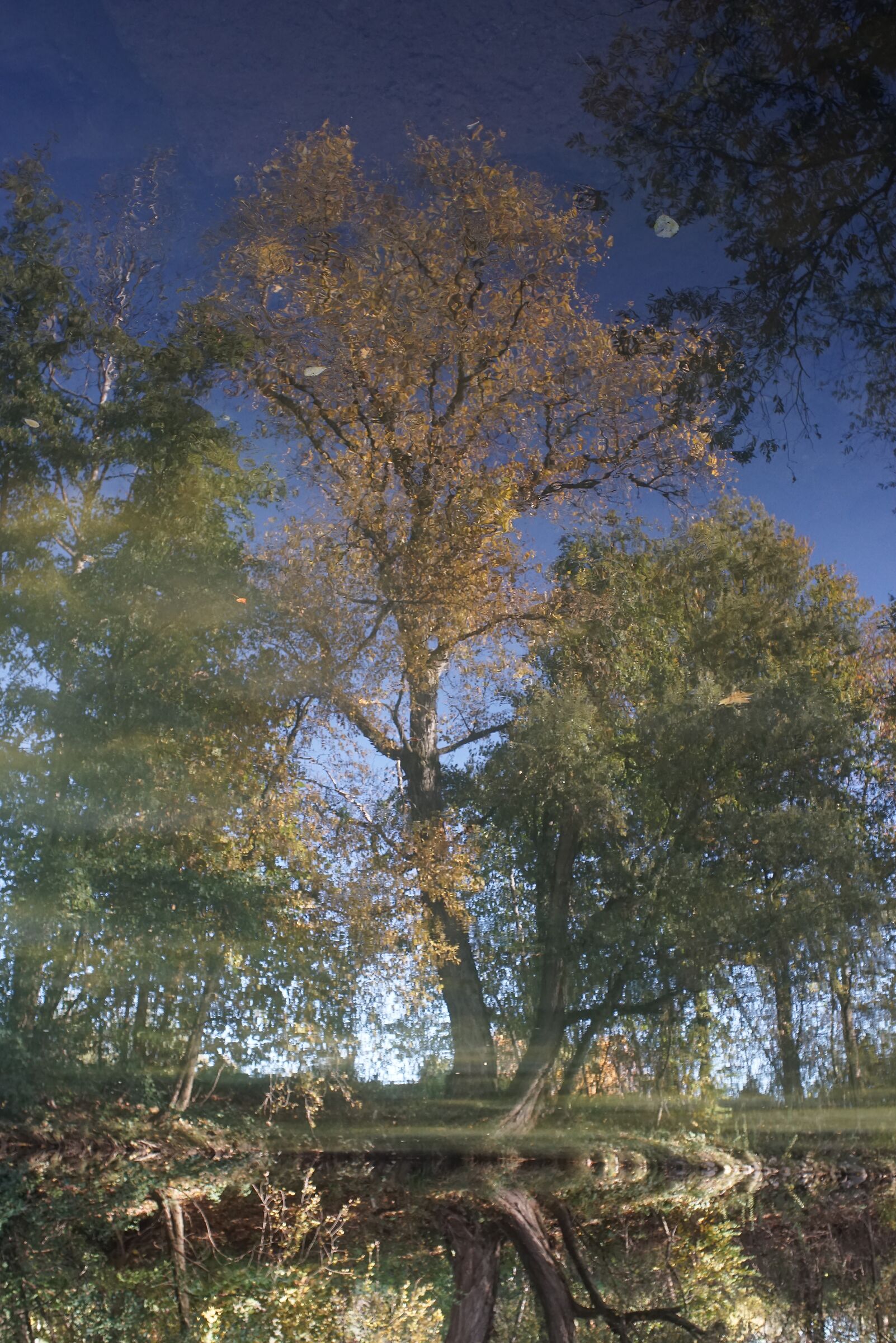 Riflessi di piante d'autunno nel fiume VI