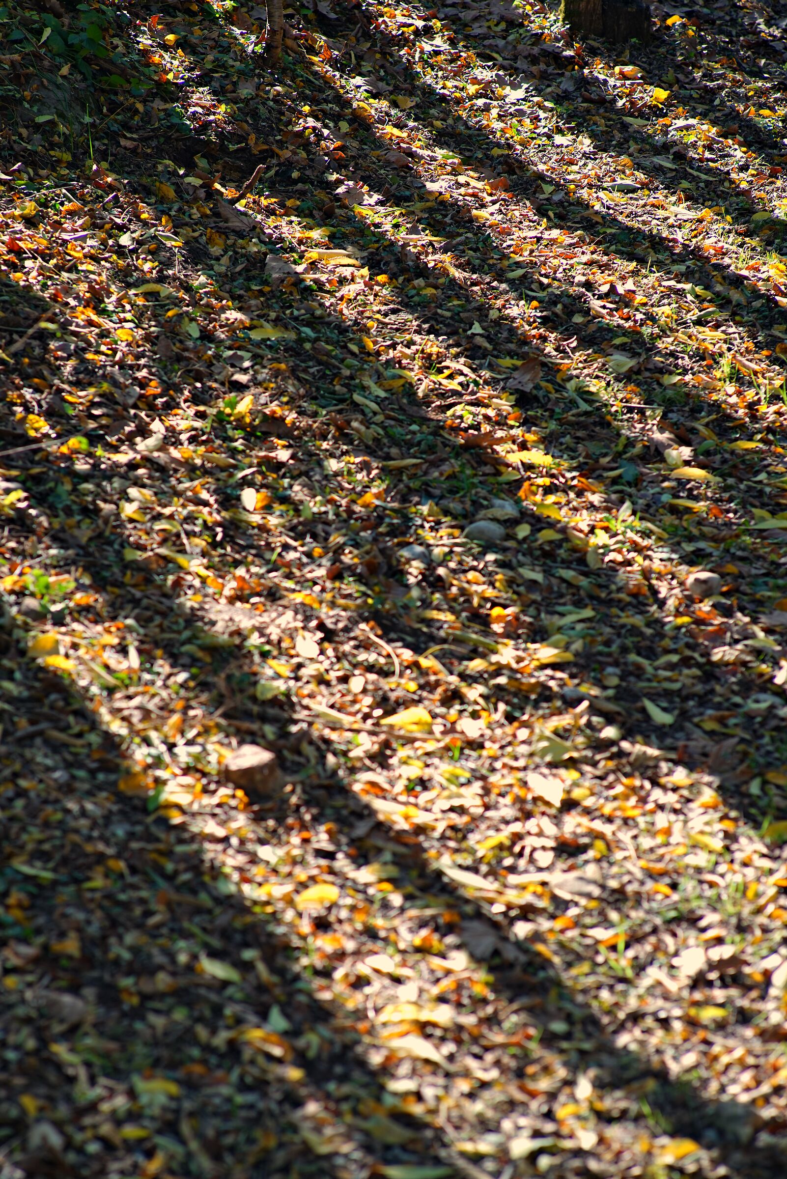 Ombre di piante su letto di foglie