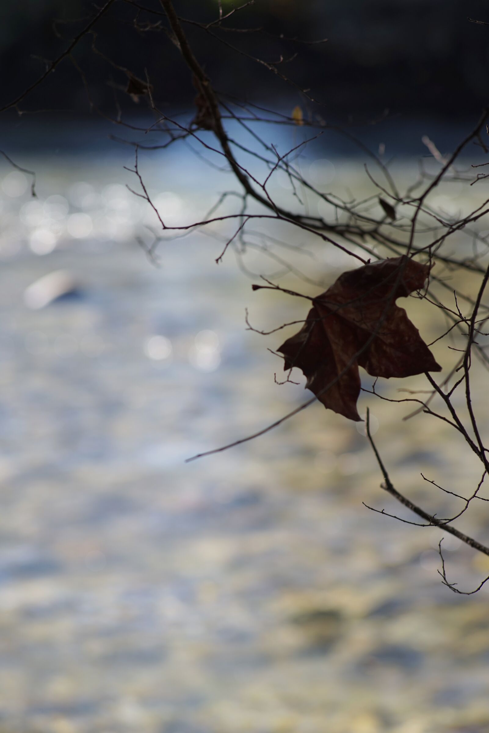 Foglia caduta, giacente su un ramo, sfondo il fiume I