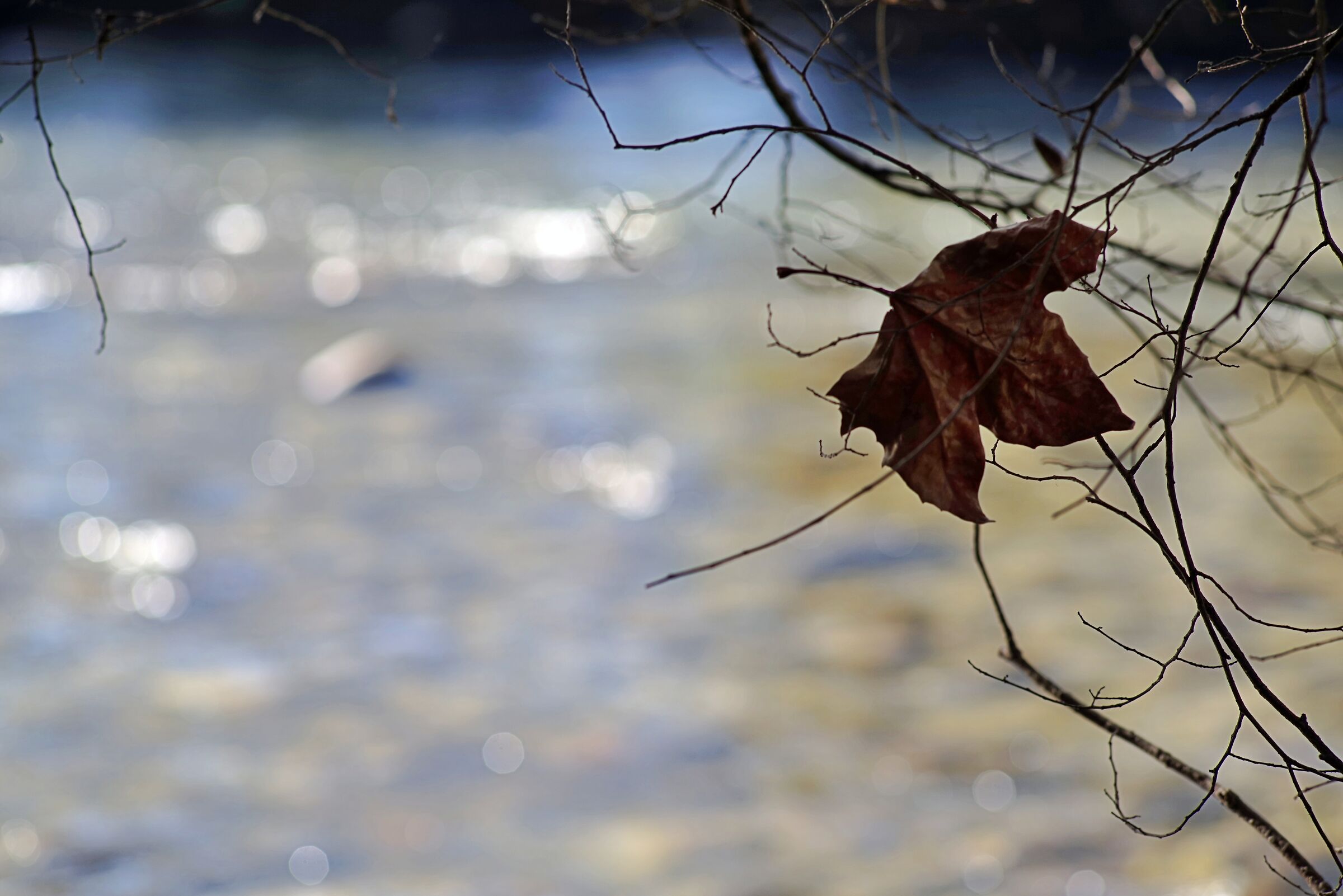 Foglia caduta, giacente su un ramo, sfondo il fiume II
