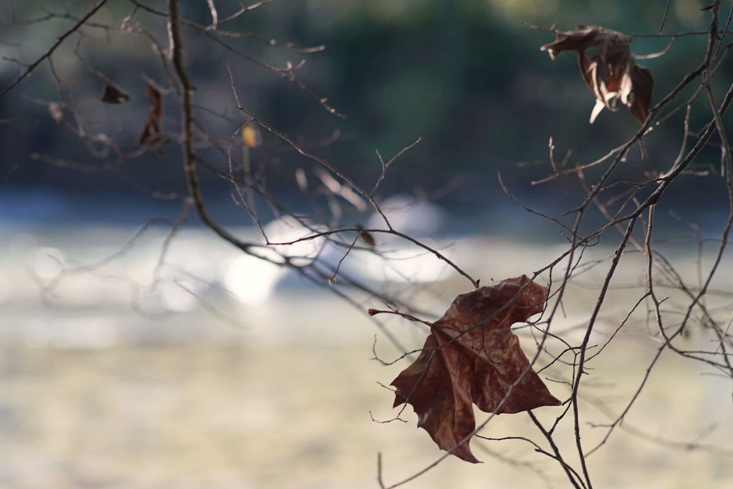 Foglia caduta, giacente su un ramo, sfondo il fiume III