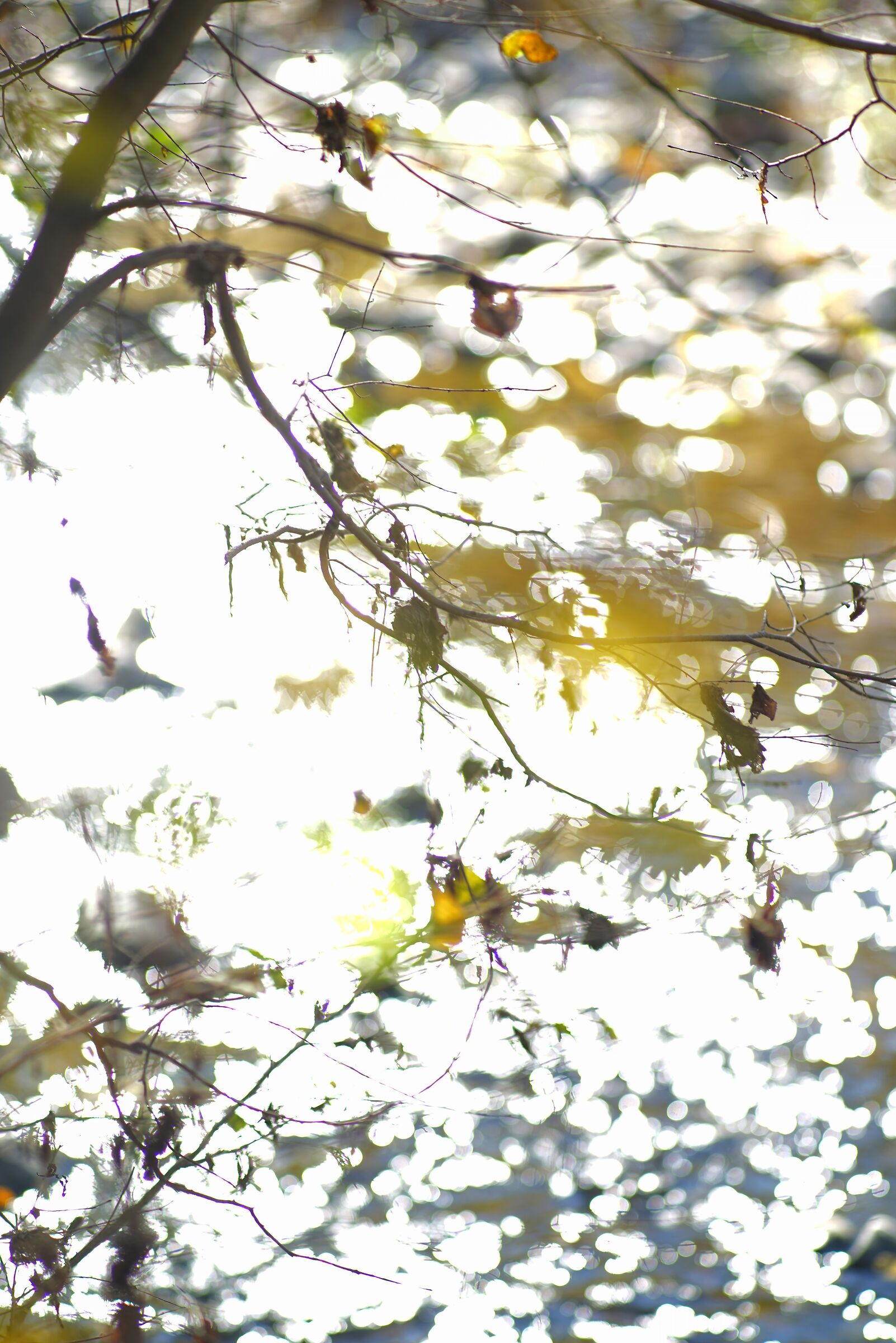 Ricami di rami e foglie sul fiume I