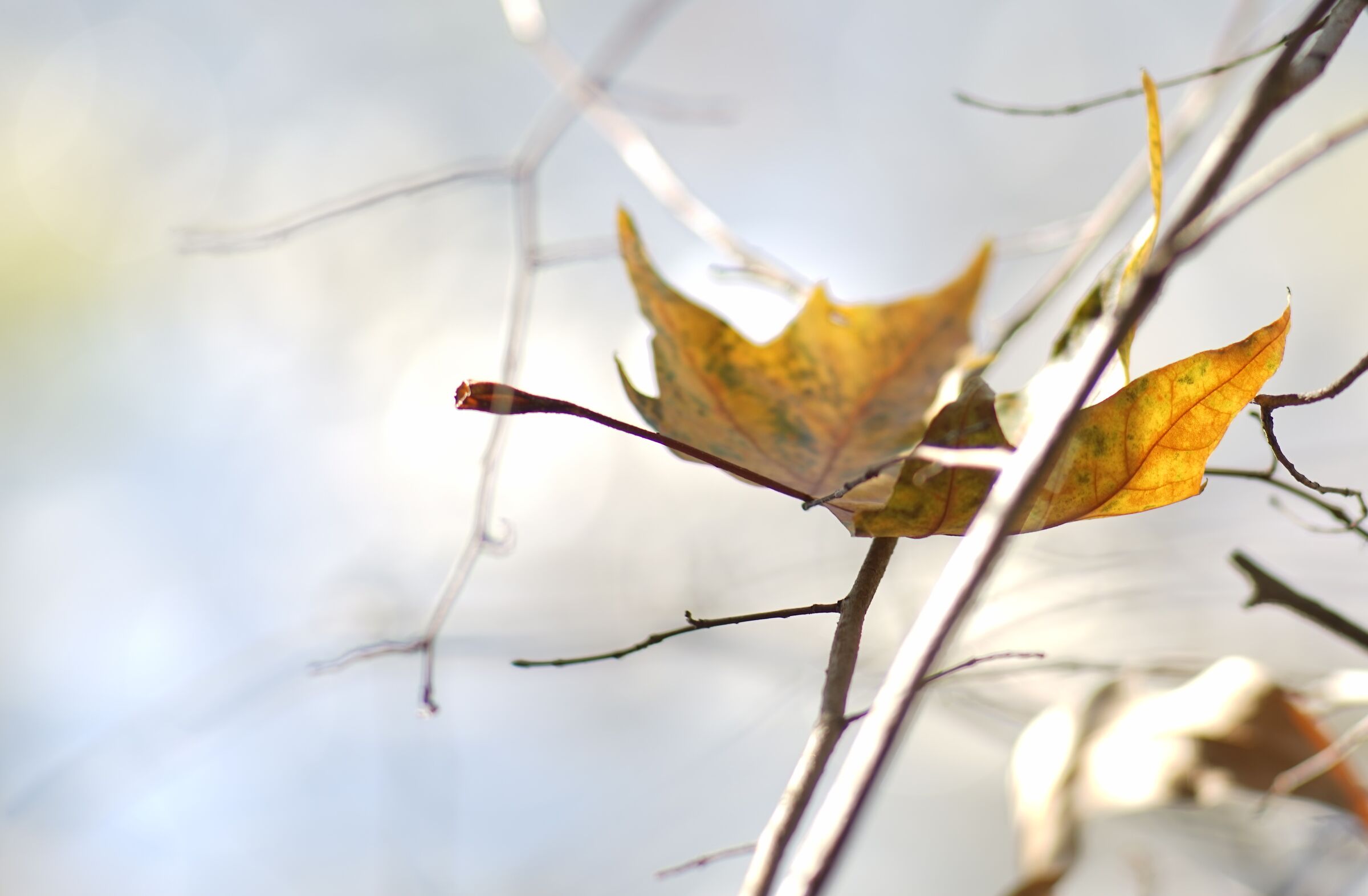 Foglia arancio chiaro