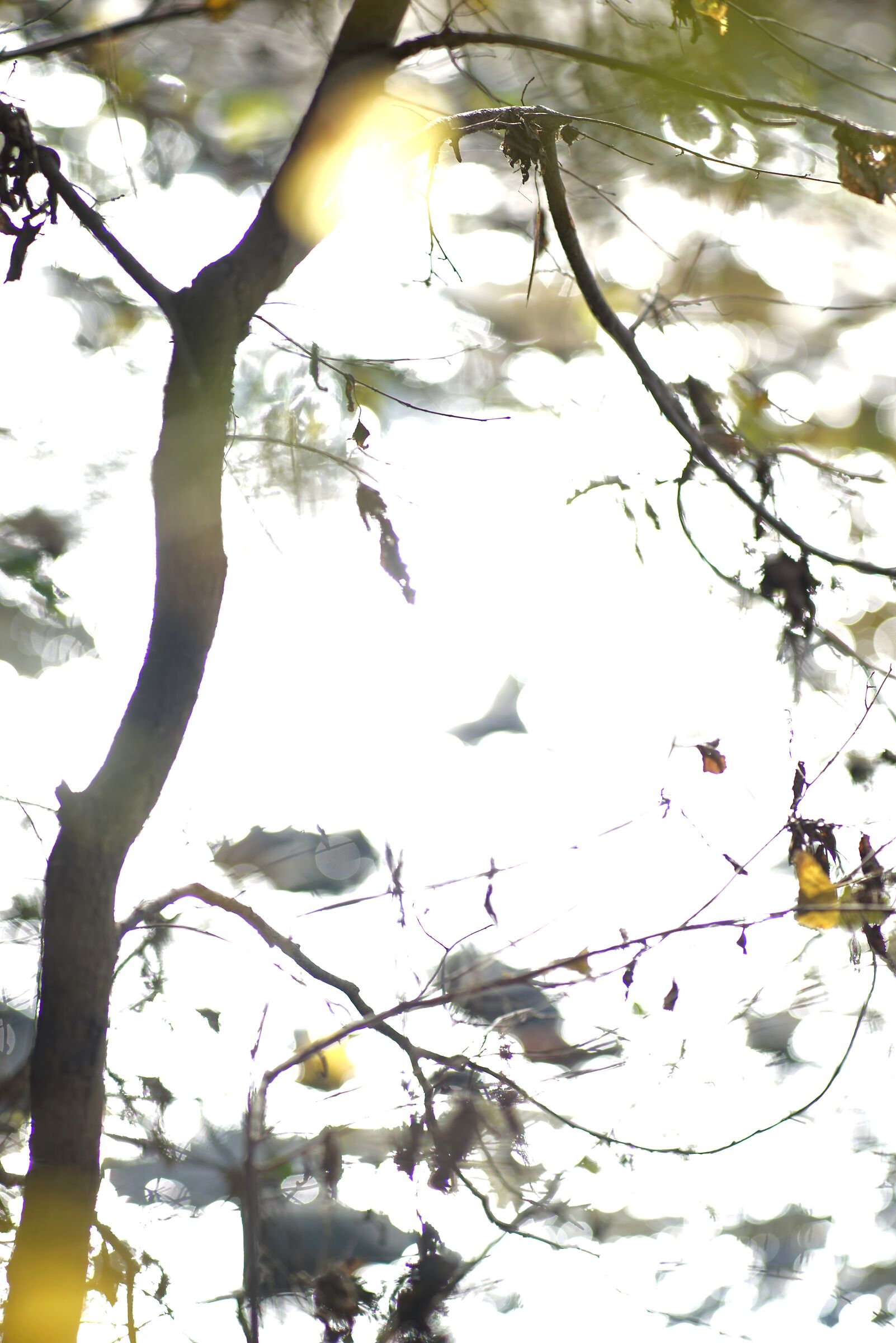 Ricami di rami e foglie sul fiume II