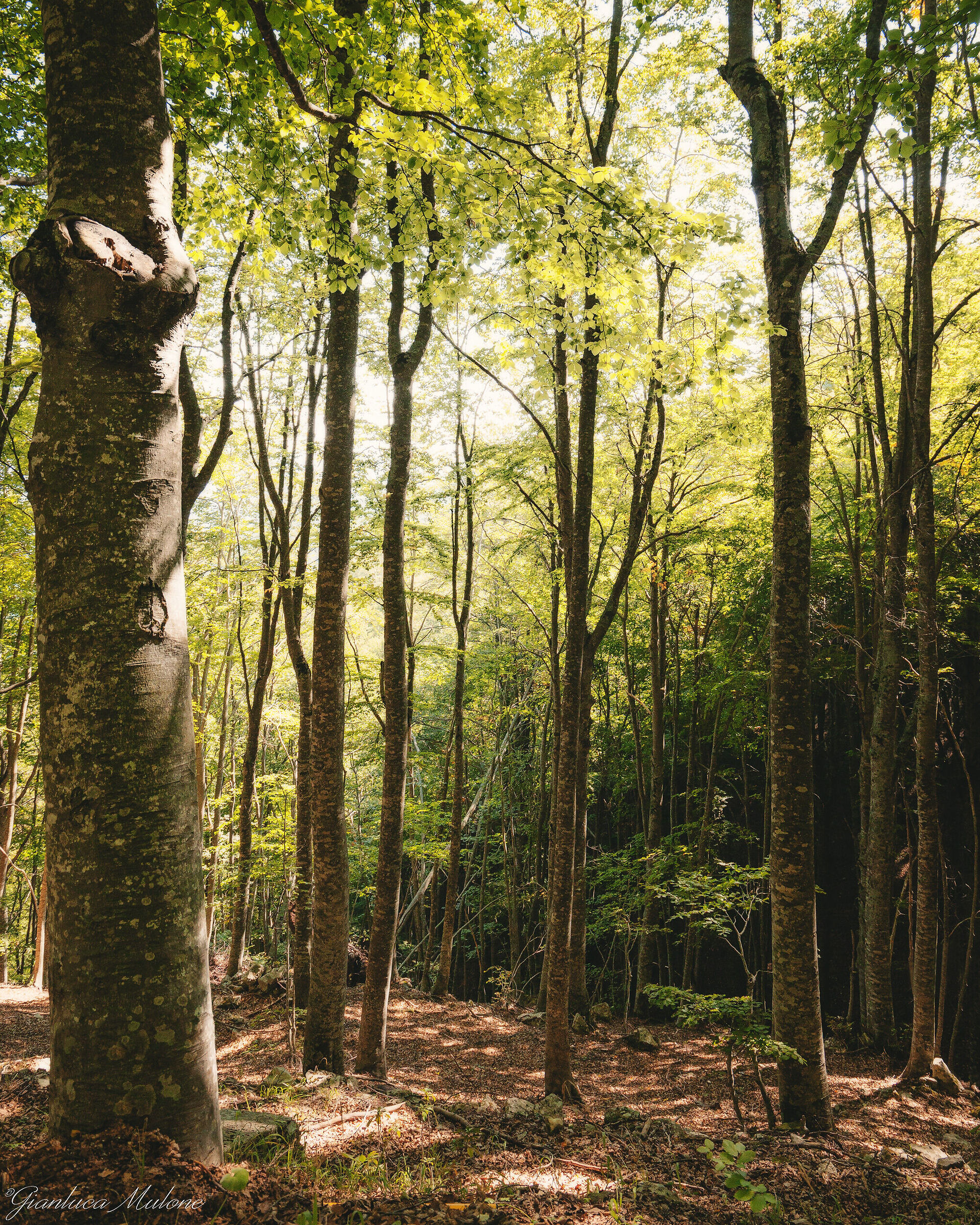 Nel bosco(Abruzzo)