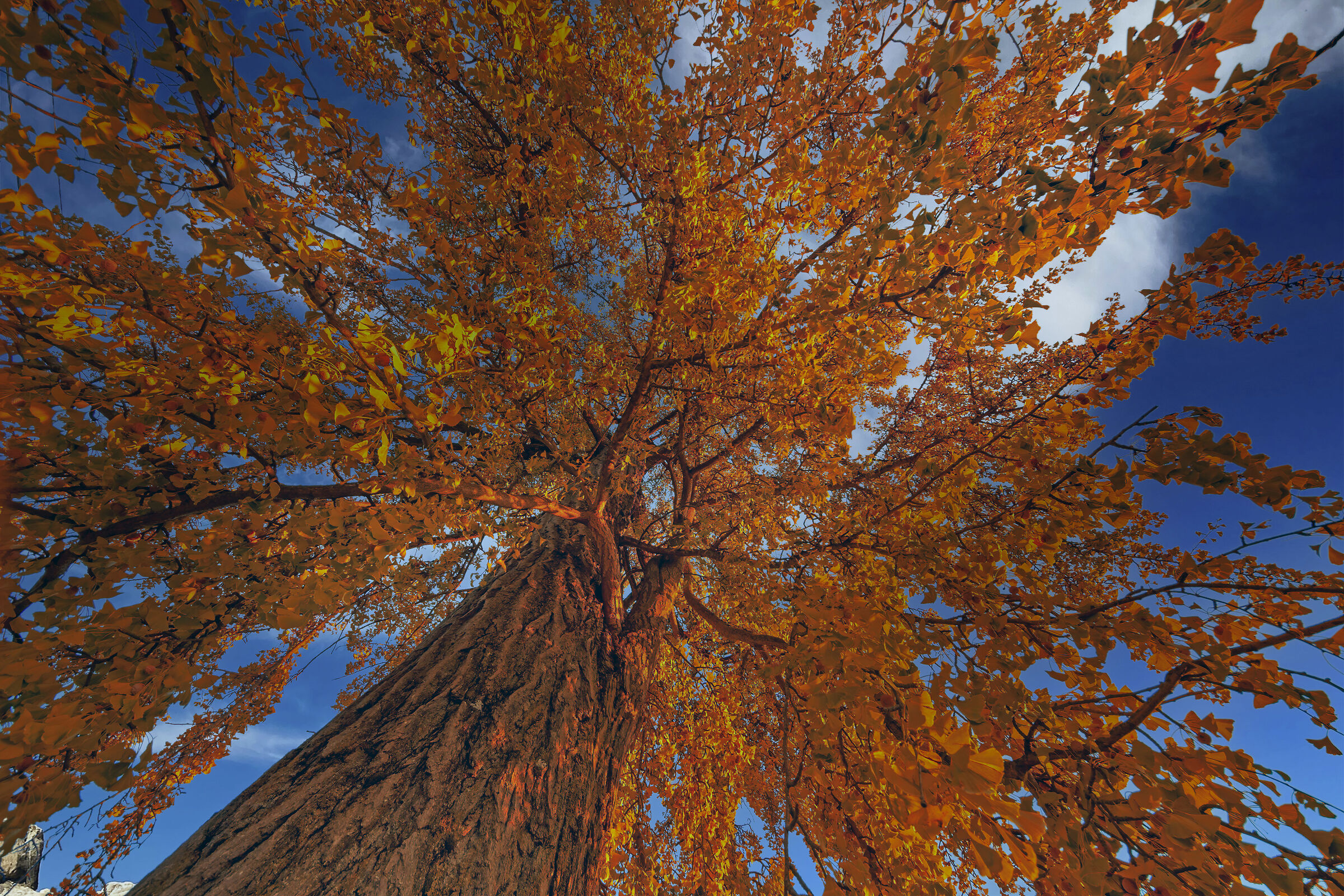 Ginkgo biloba