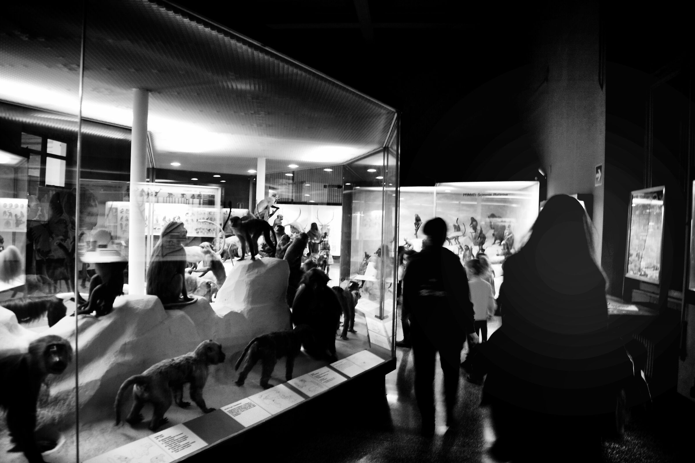 Al museo di storia naturale - genova