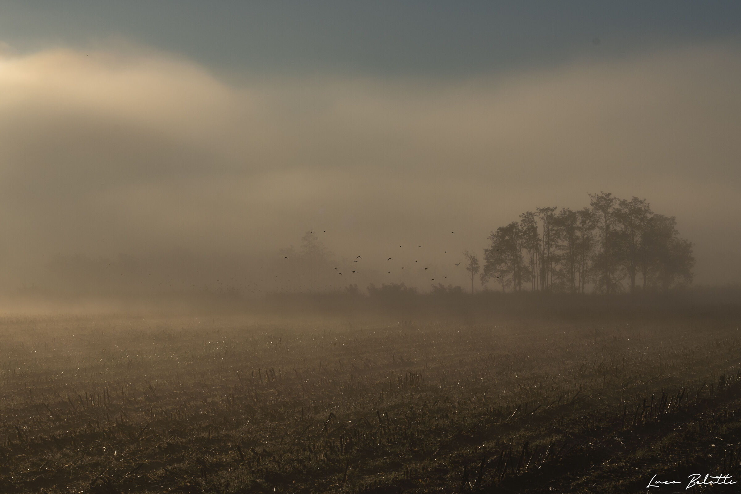 Nebbia in campagna