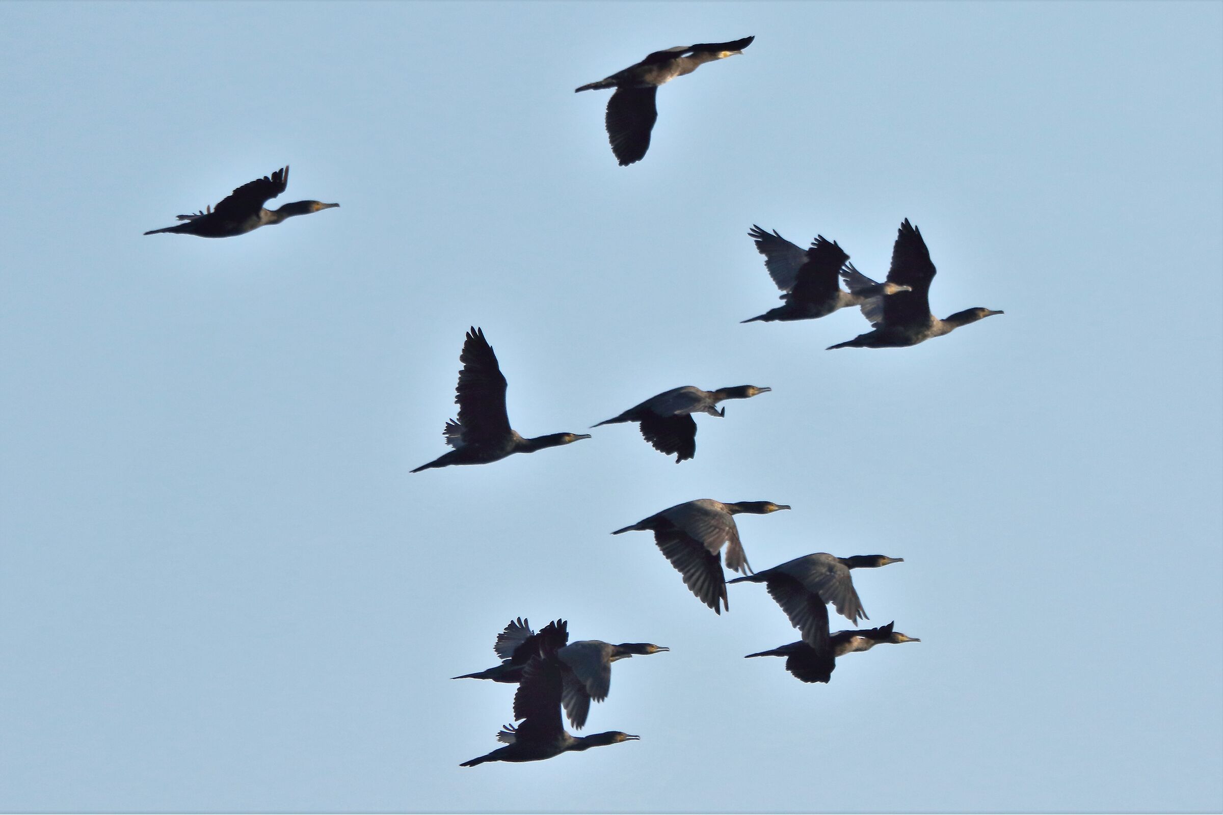 cormorants