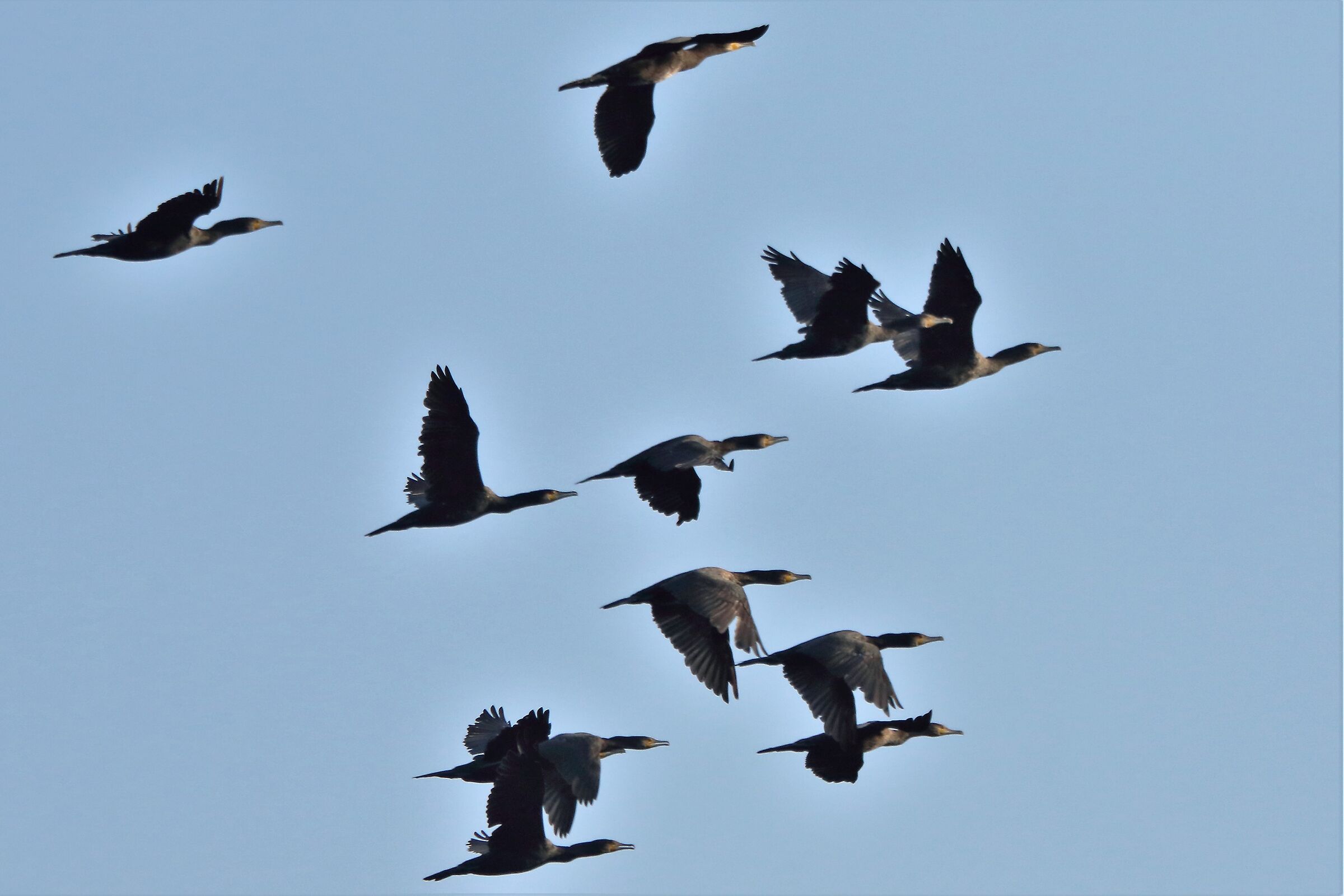 cormorants