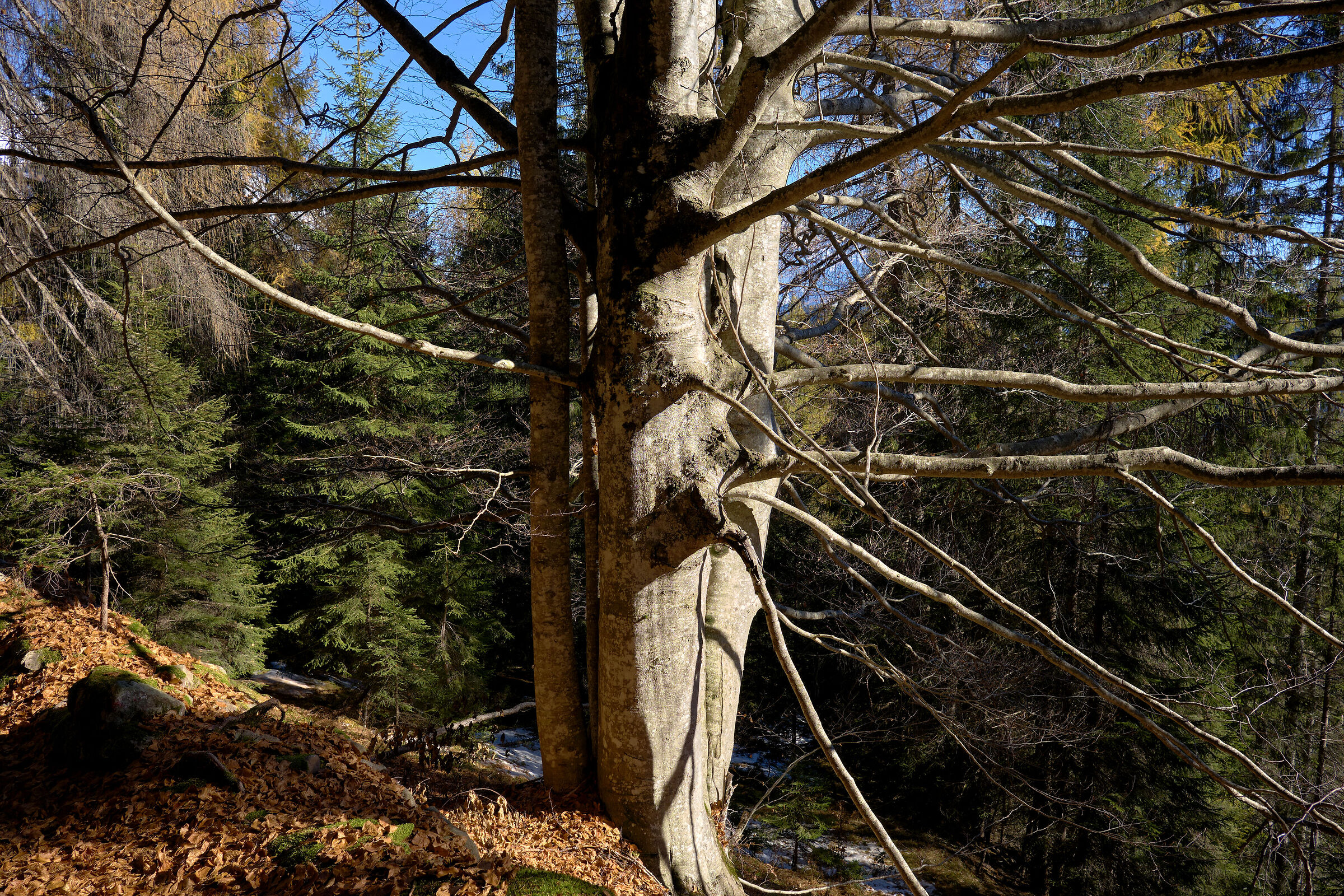 Beech (Cobalt)