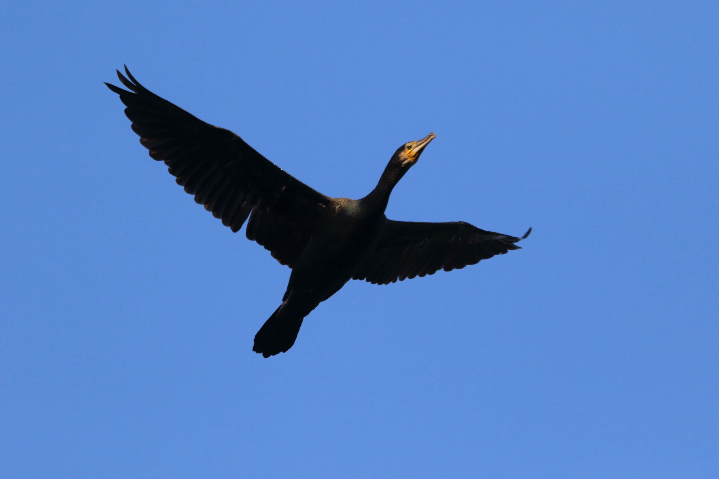 cormorant