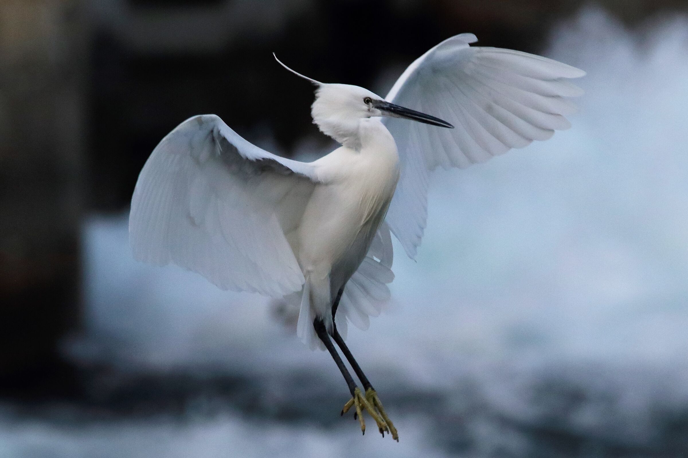 egret