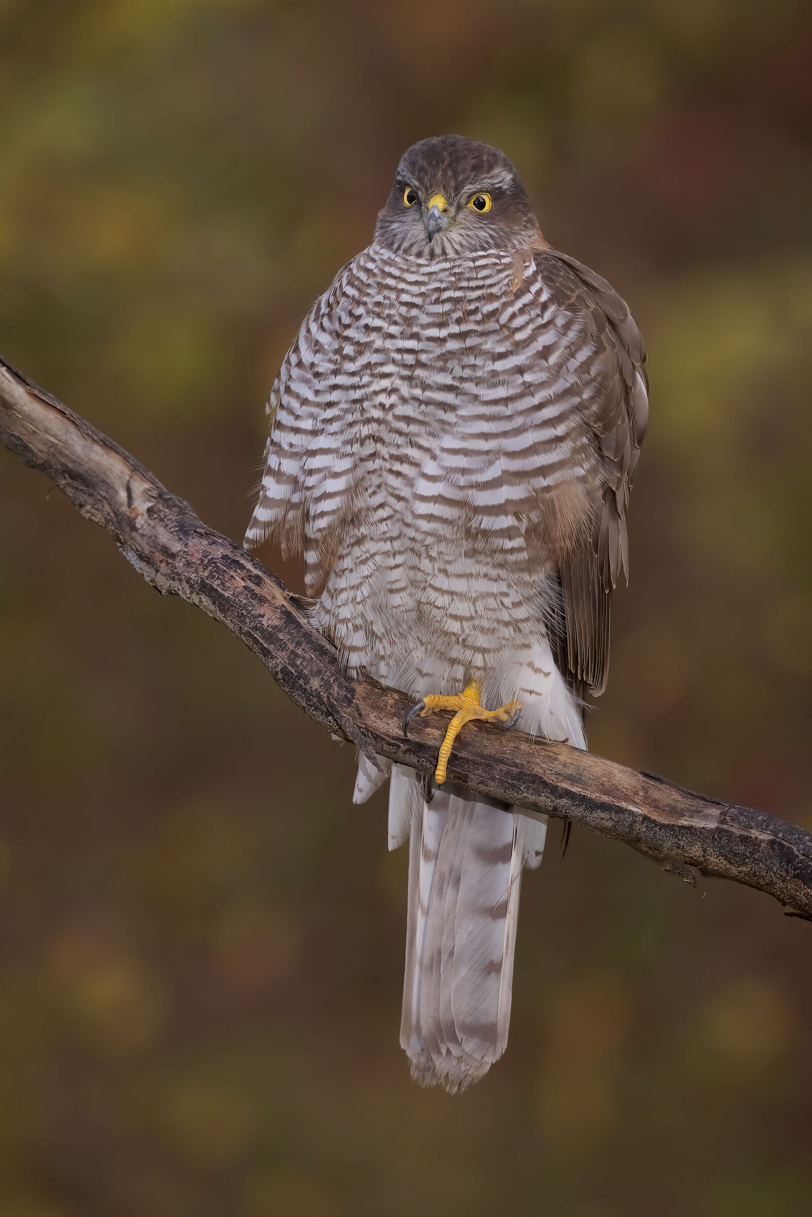 Sparviere - novembre 2021