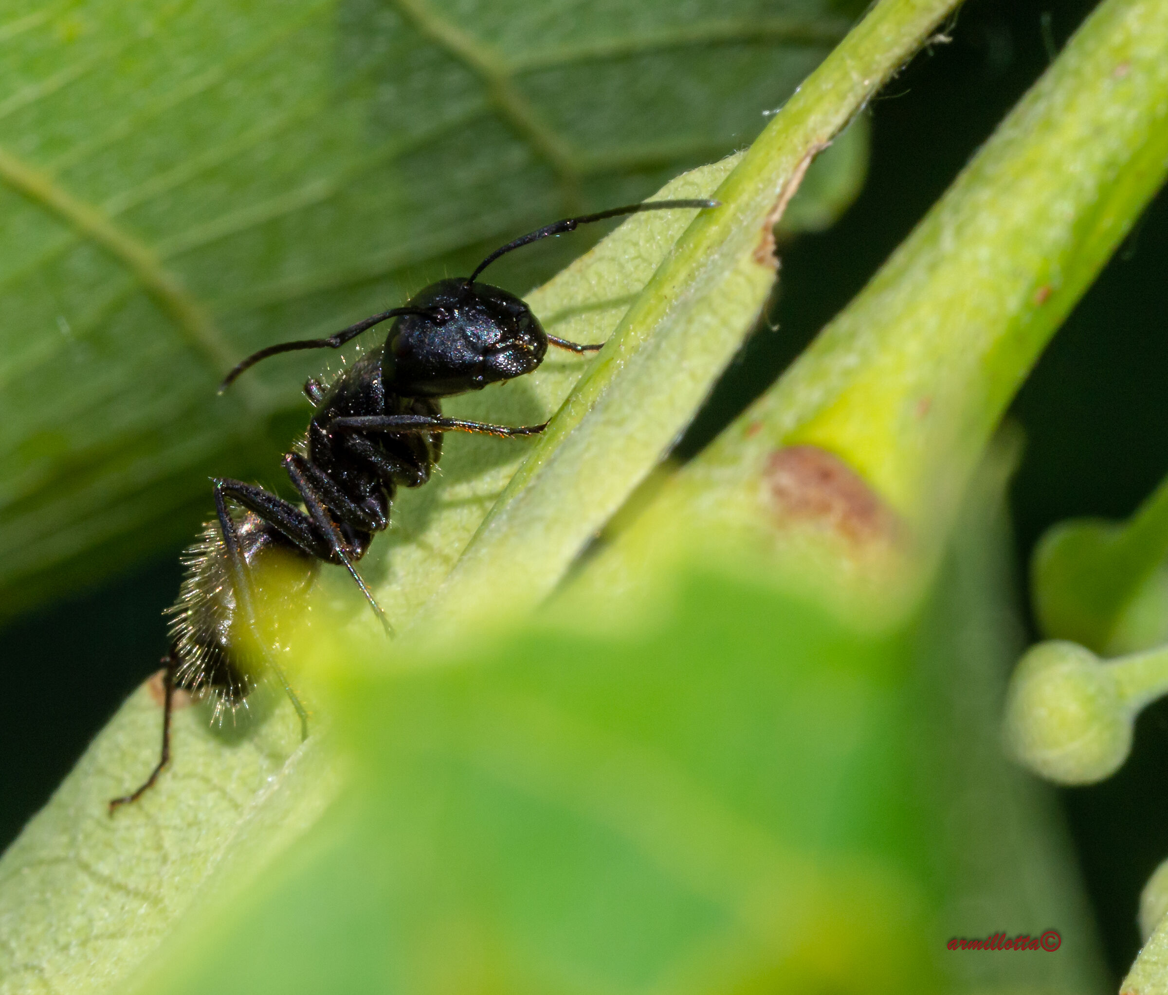 ant Lasius niger