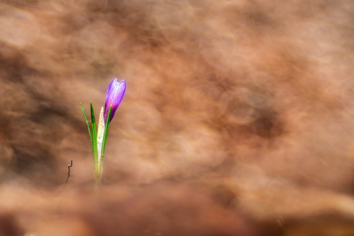 Crocus