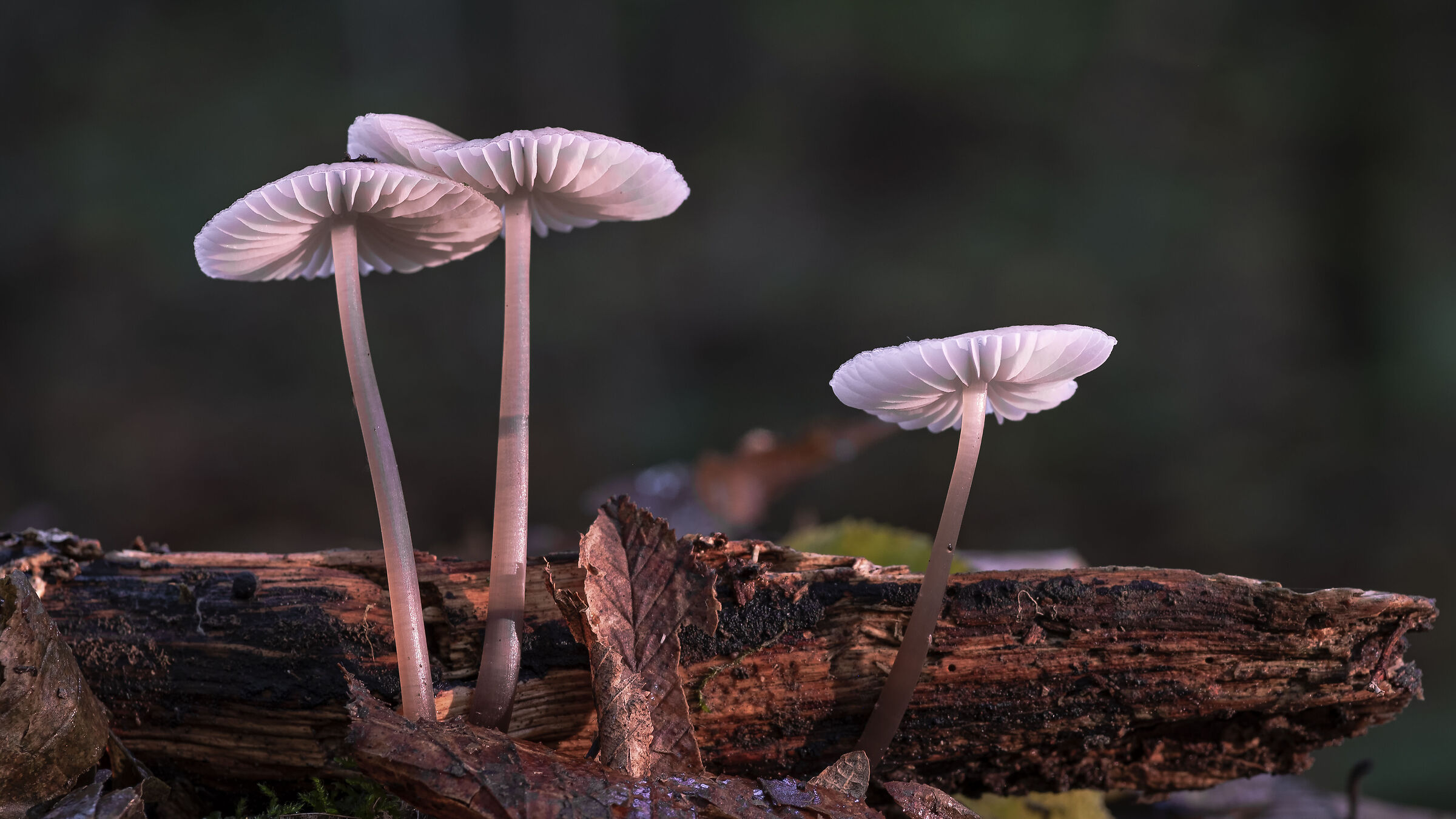 sotto il raggio di sole