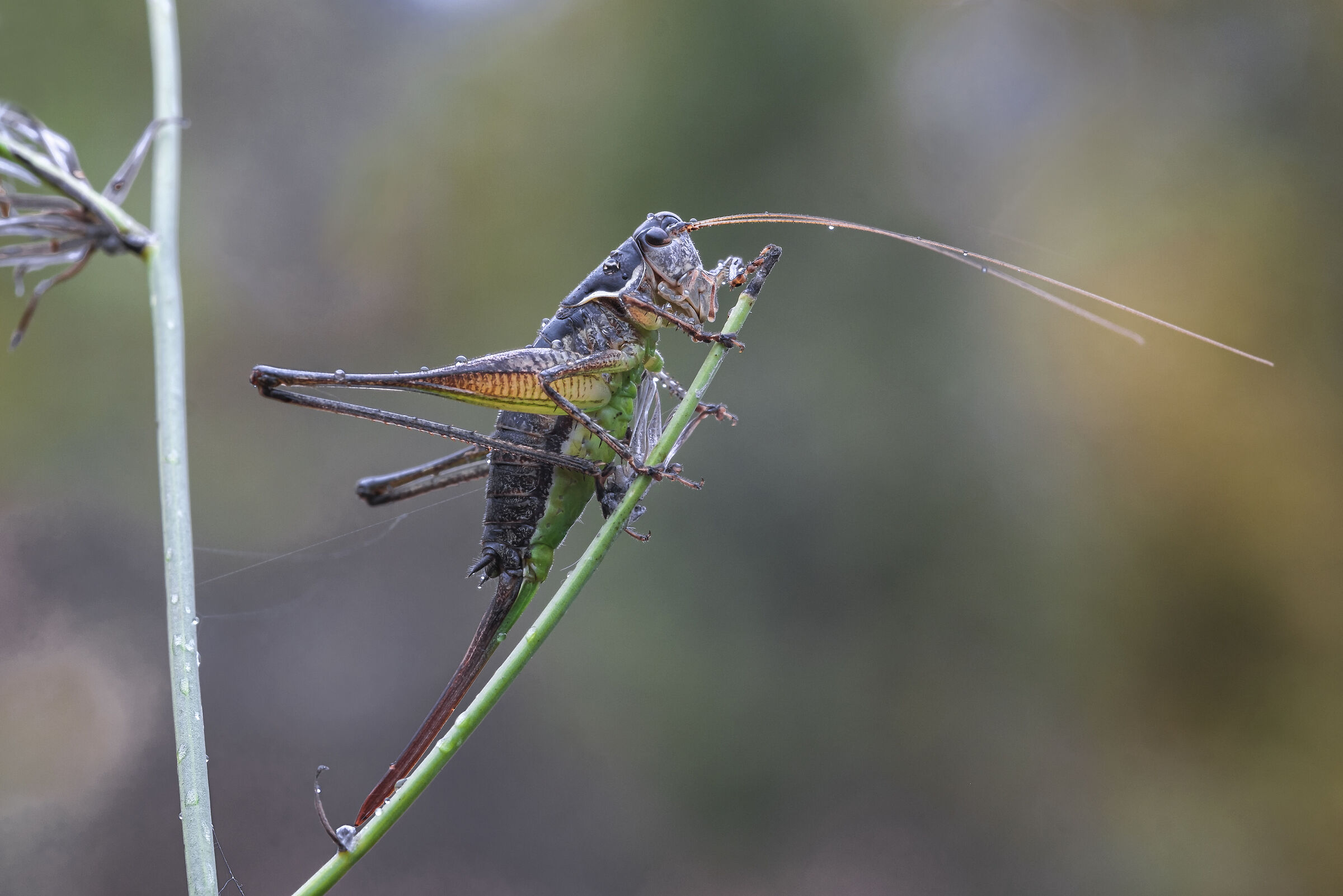 Pachytrachis gracilis
