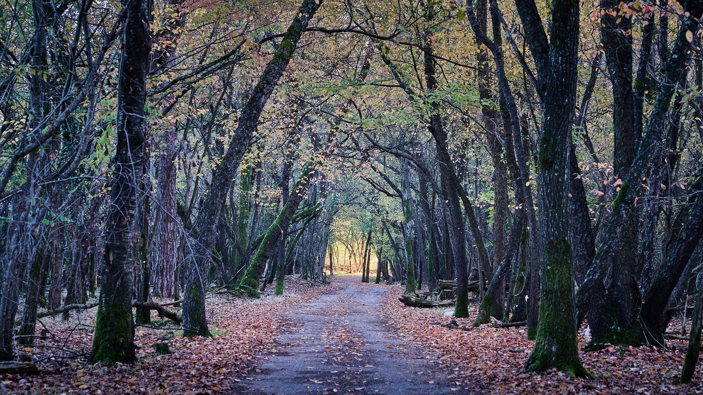 Bikes in the countryside