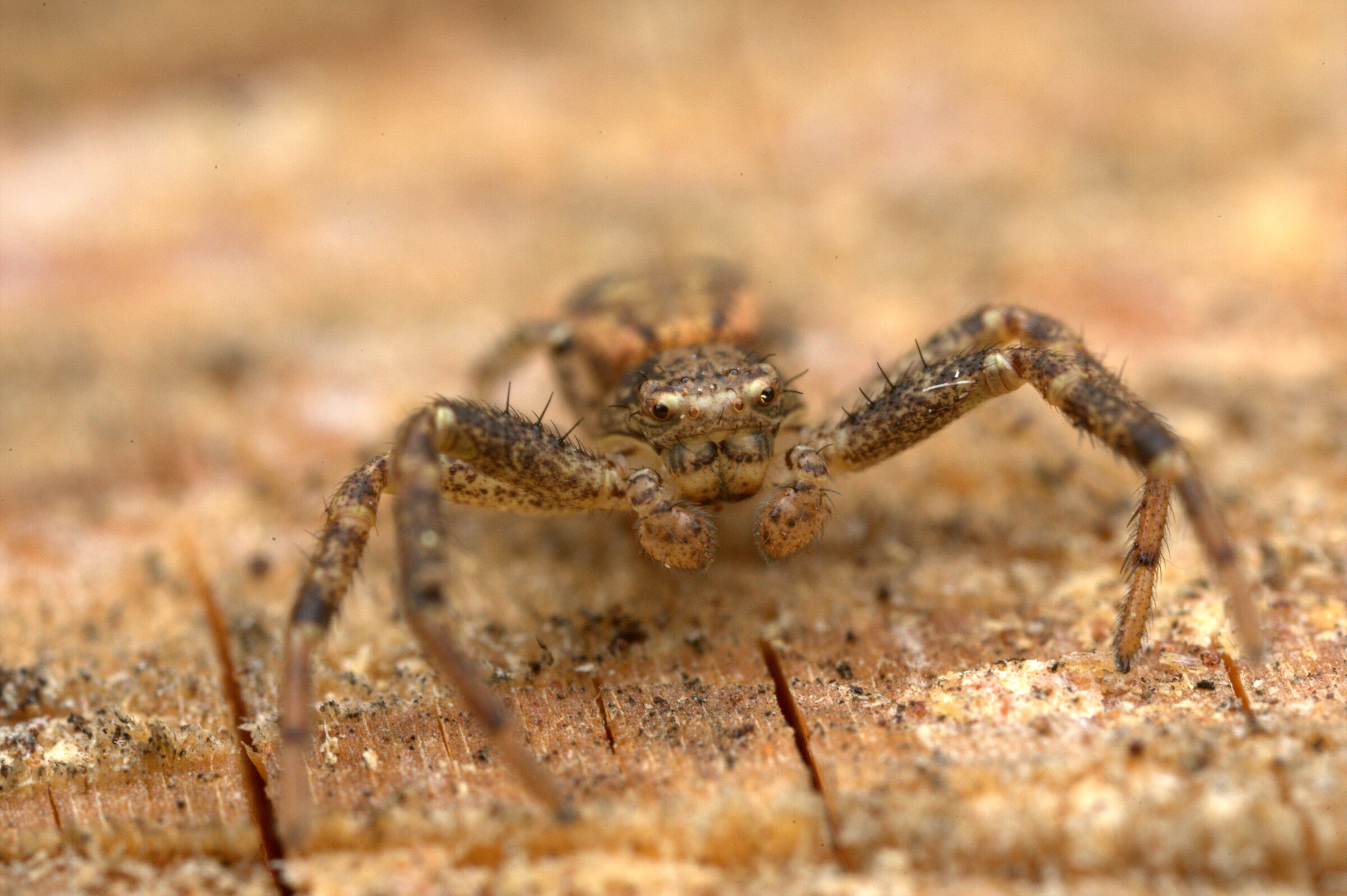thomisidae xisticus sp