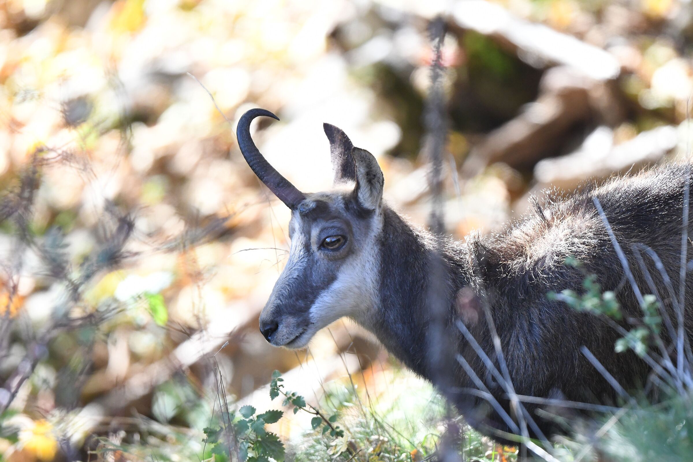 camoscio (unicorno...)