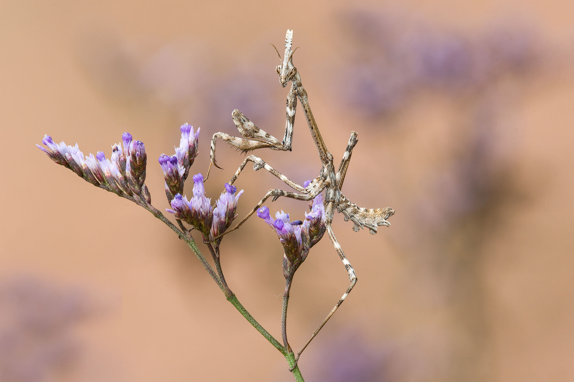 Giovane Empusa su Limonium vulgare.