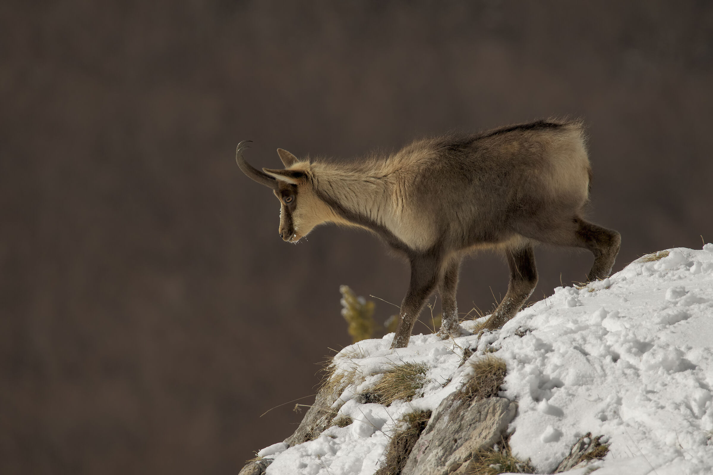 Camoscio appenninico