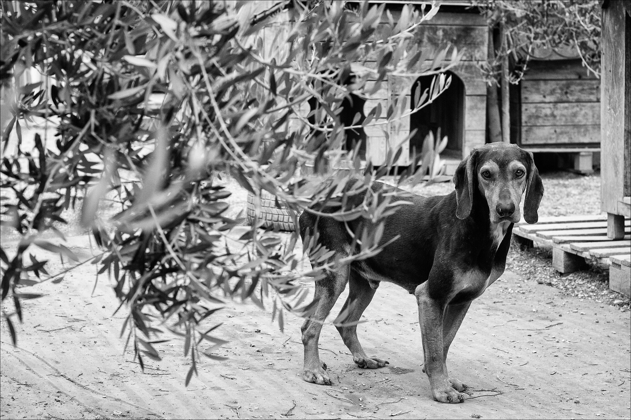 Jo, al rifugio Ohana