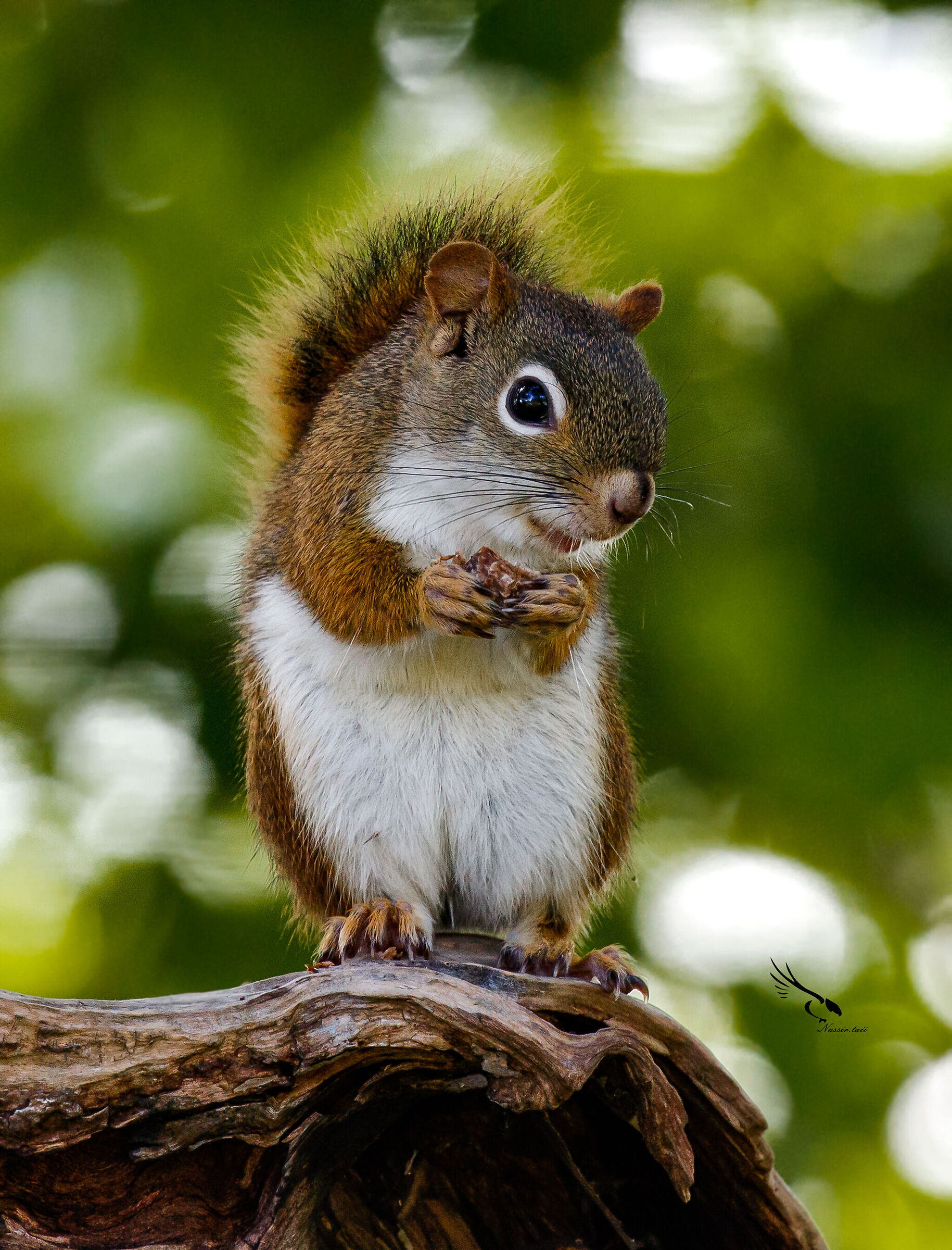 Scoiattolo grigio canadese