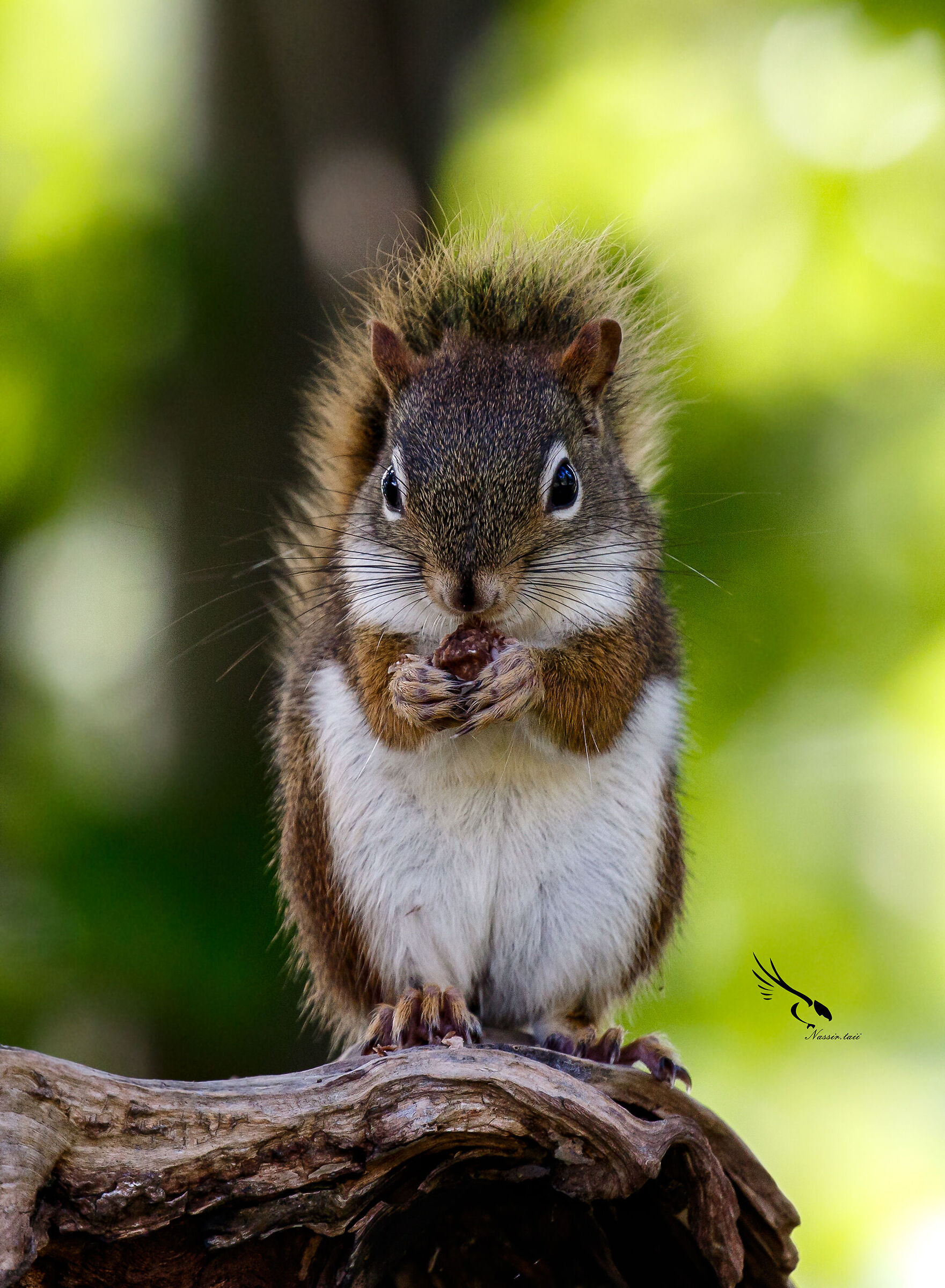 Scoiattolo grigio canadese