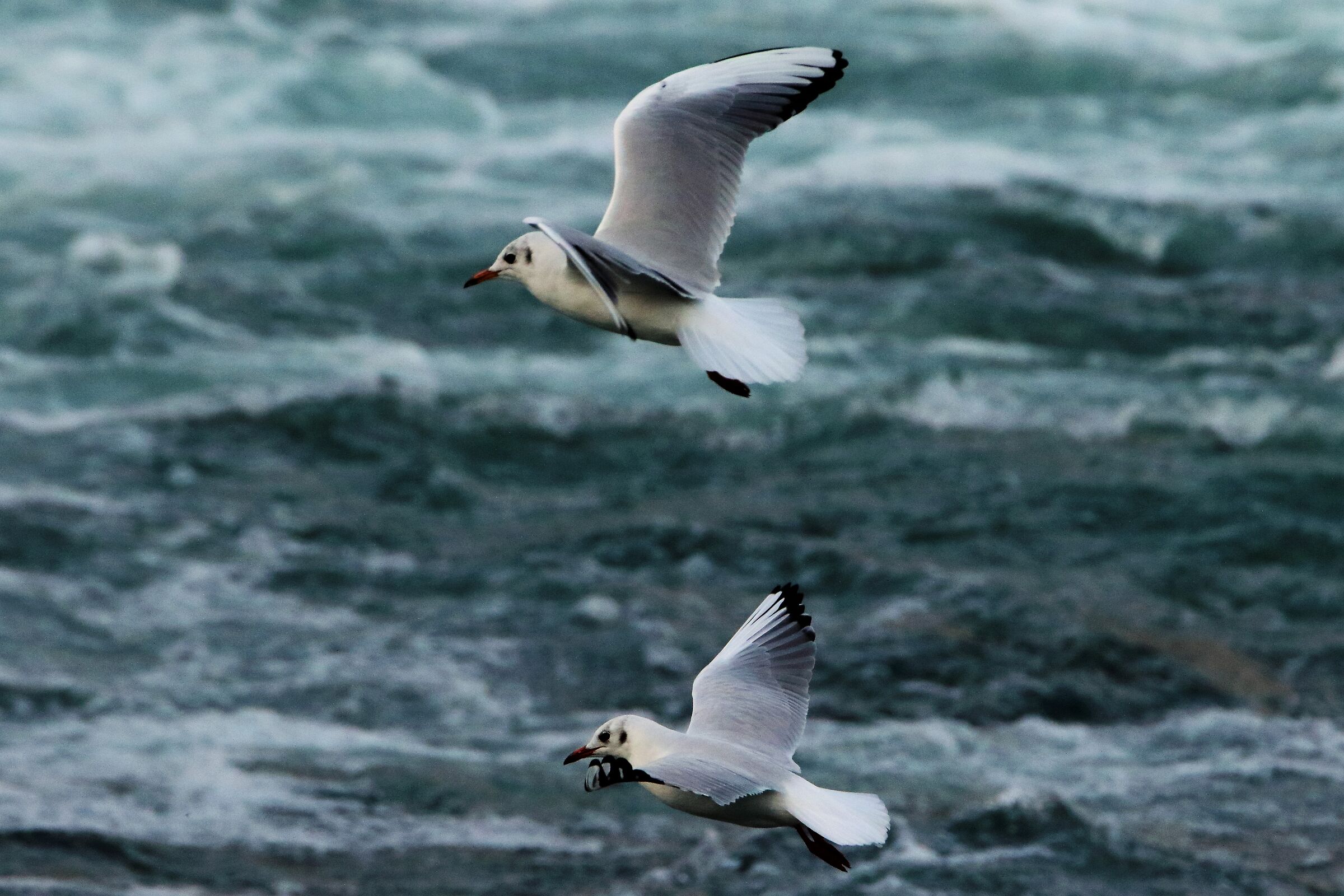land gulls