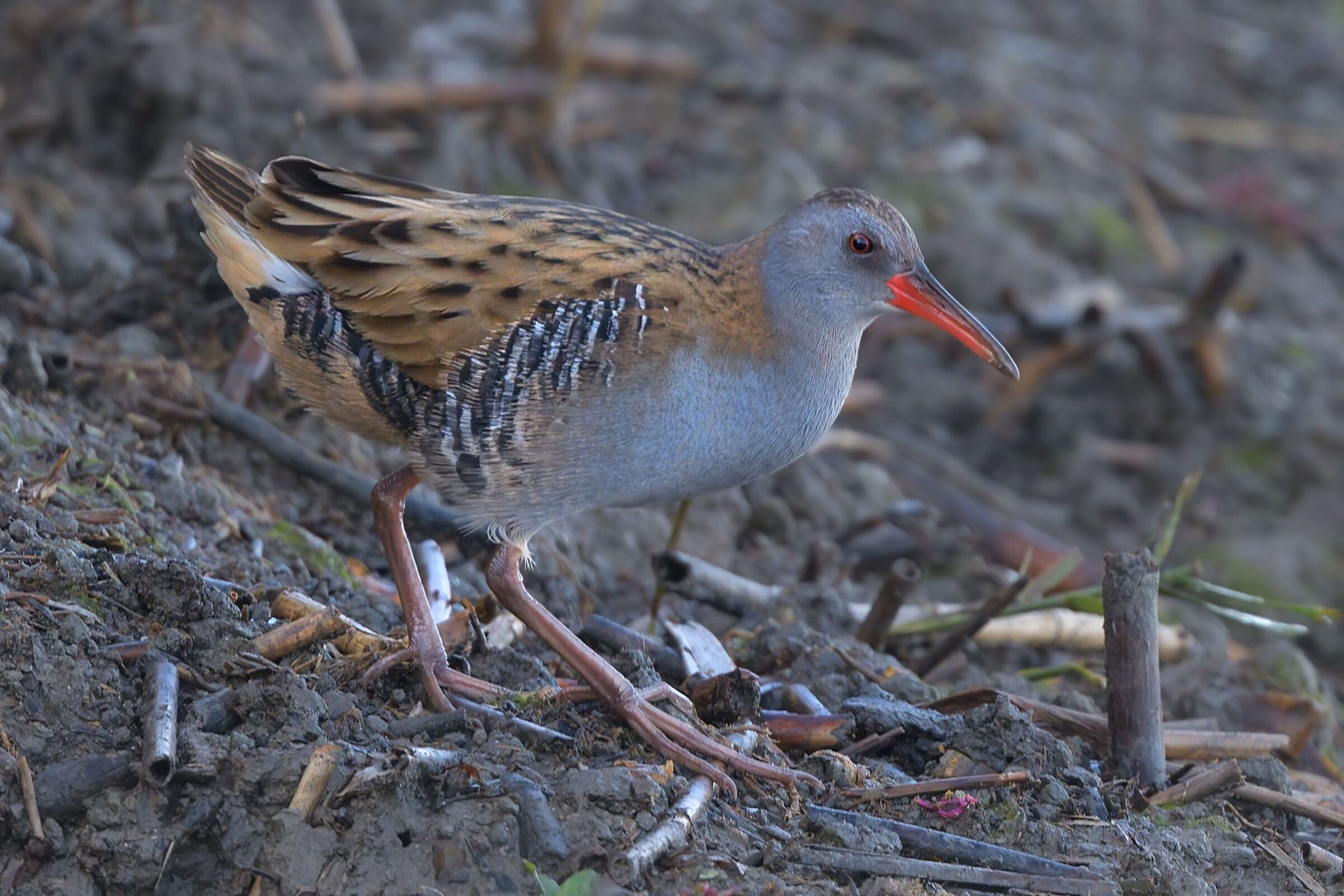 Porciglione (Rallus aquaticus)