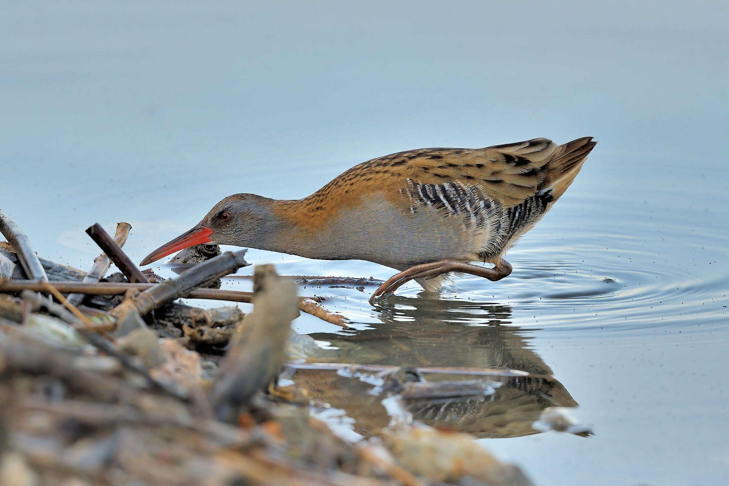 Porciglione (Rallus aquaticus)