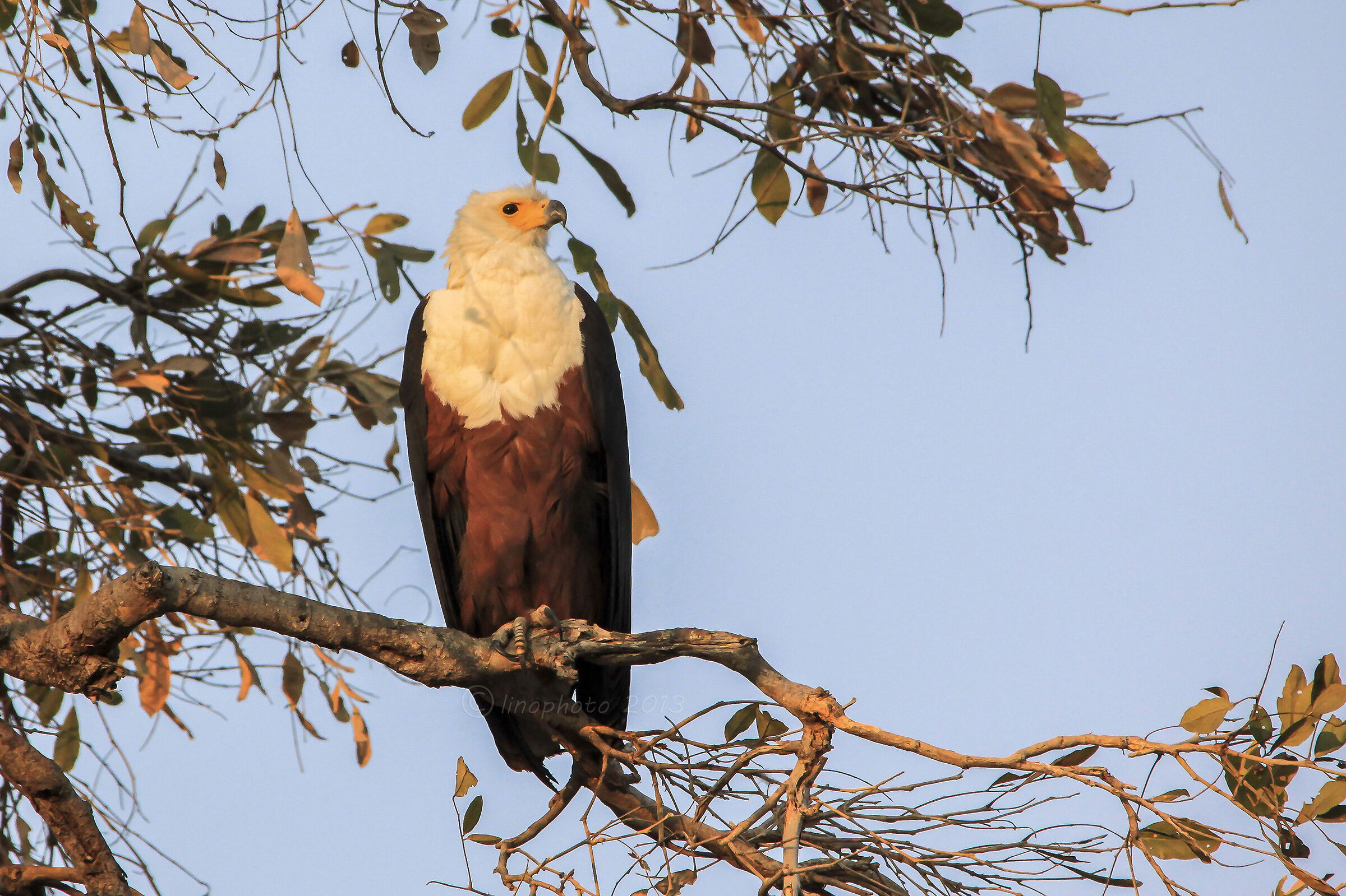 Aquila urlatrice (pescatrice) - Botswana