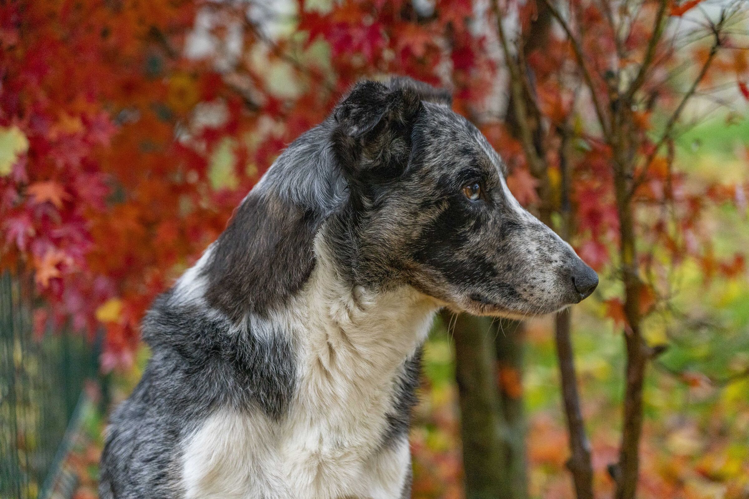 the silver border collie dog among the leaves in Novemb