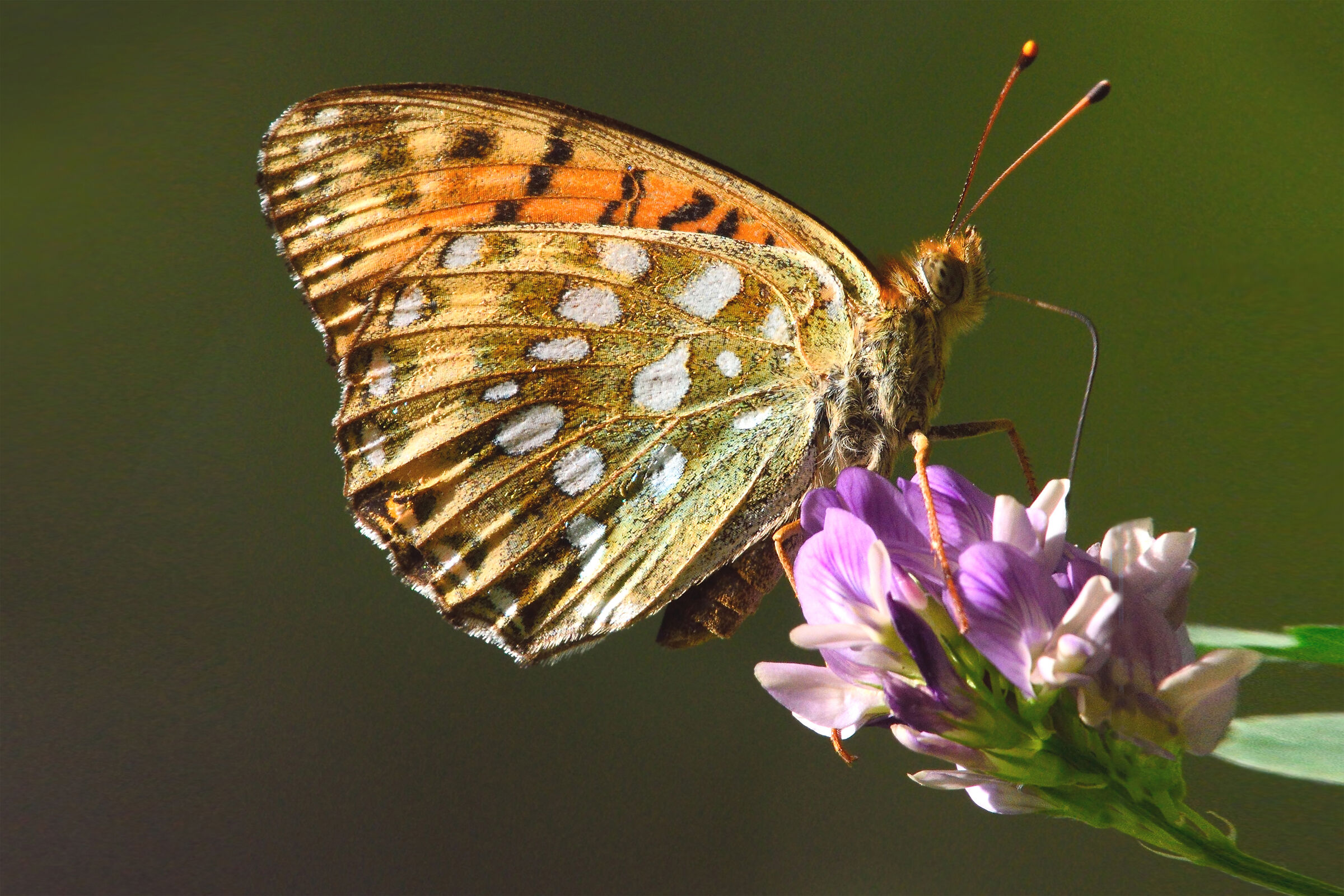 Arginnis adippe