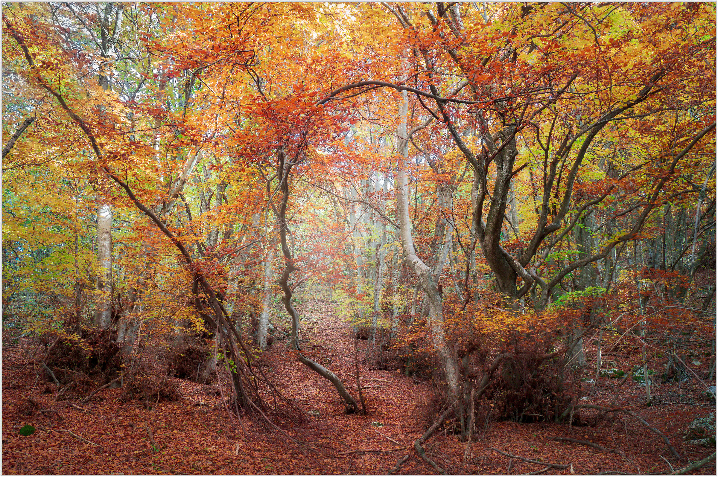 La sincerità dell'arrossire