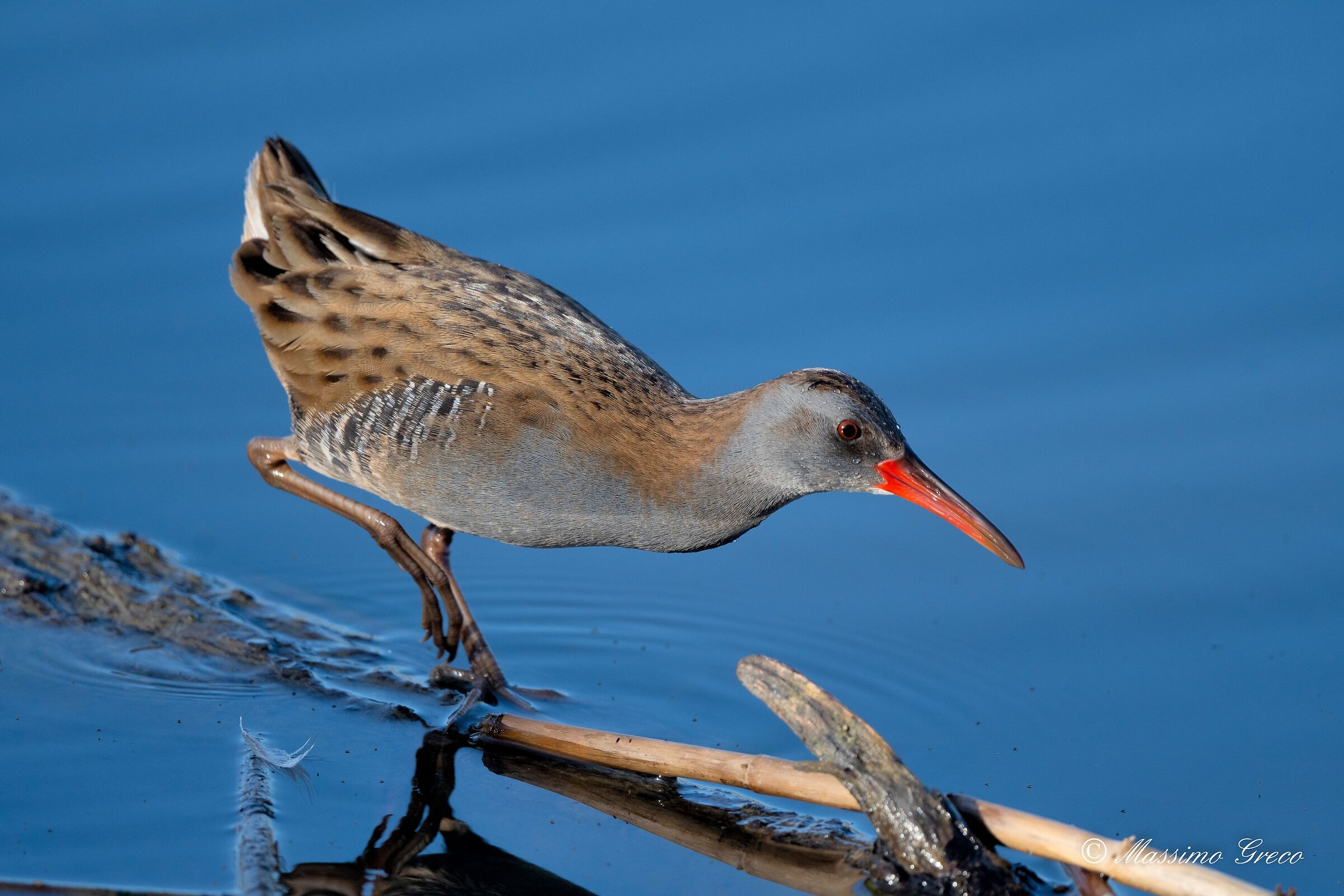 Porciglione (Rallus aquaticus)
