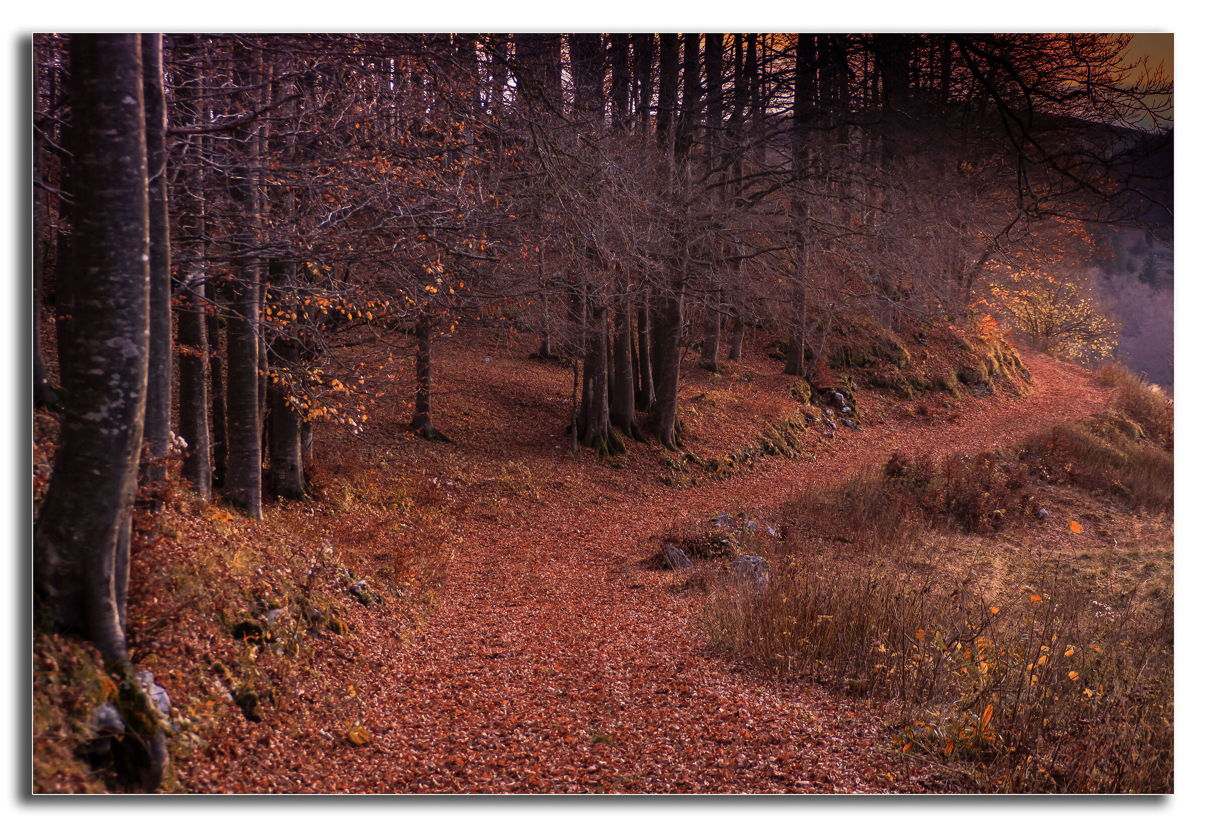 Al margini dei faggi