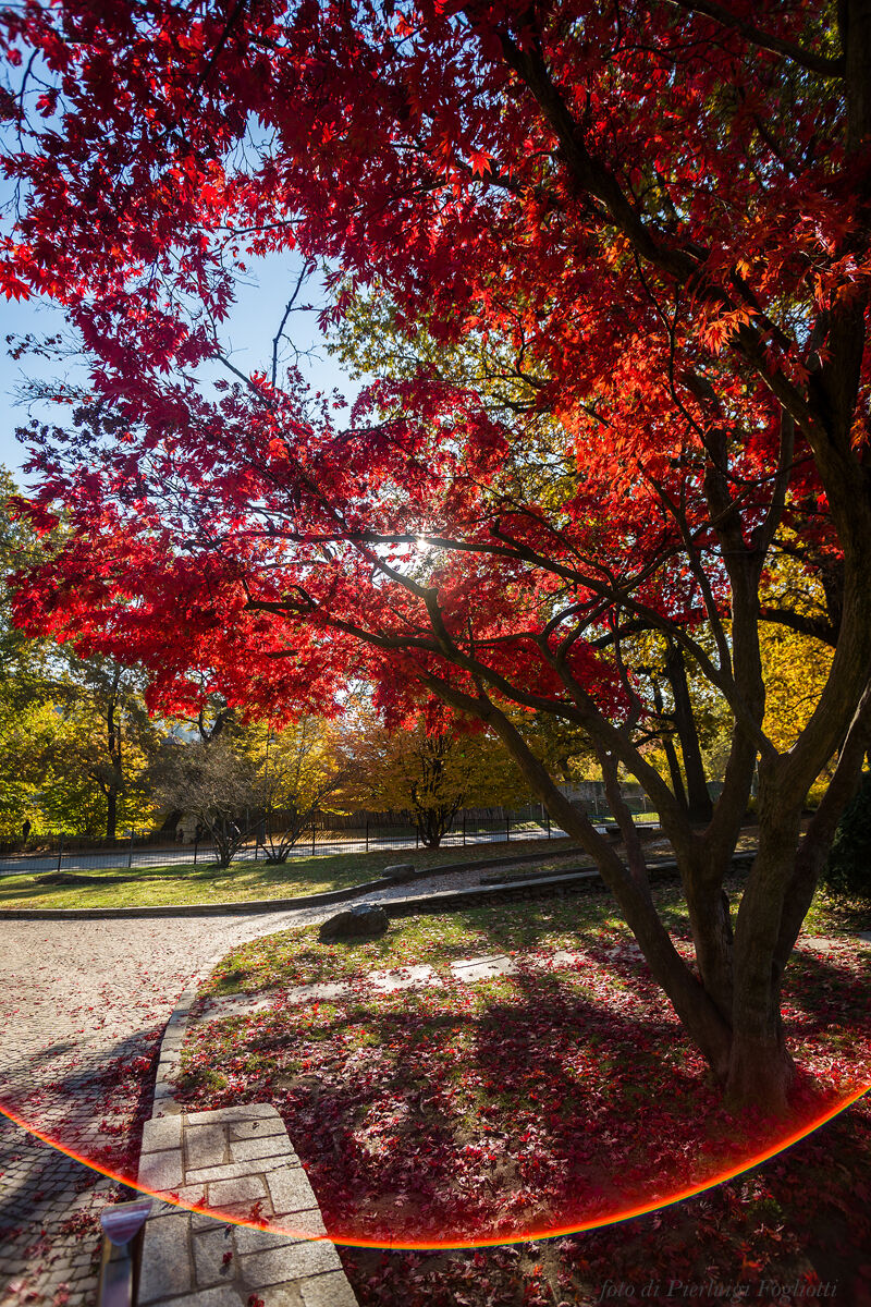 autumn flare