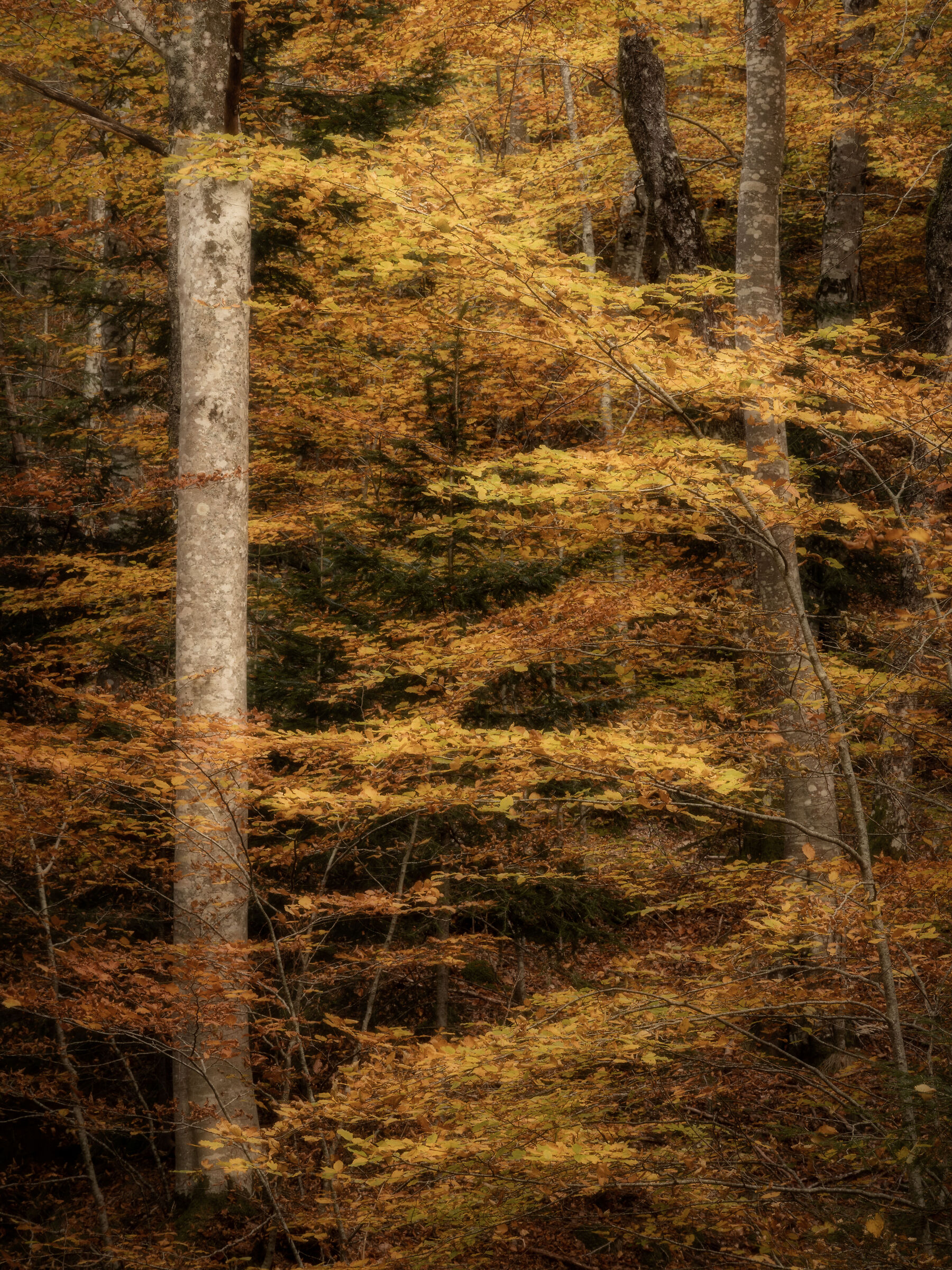Autumn in Vallombrosa I