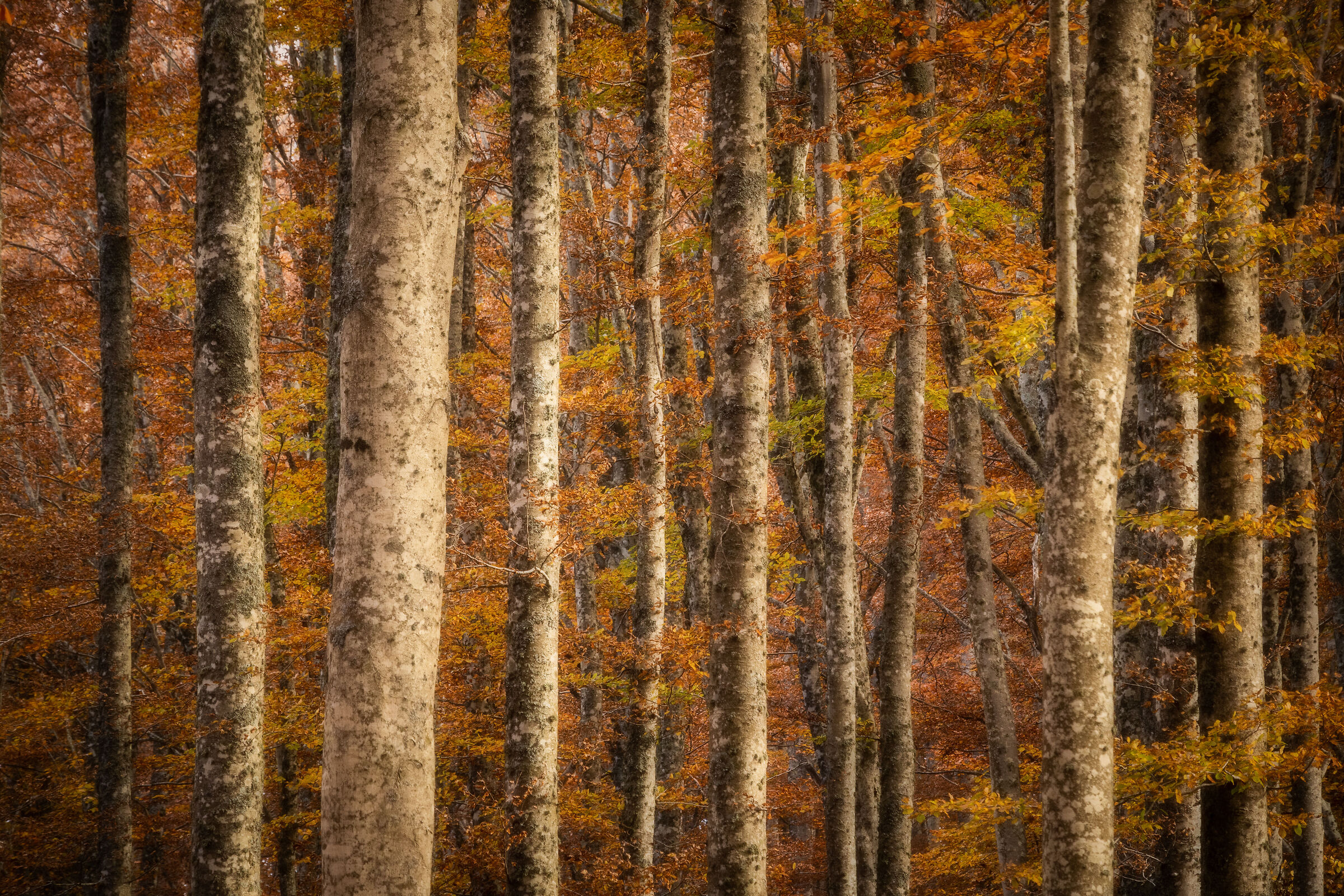 Autumn in Vallombrosa II