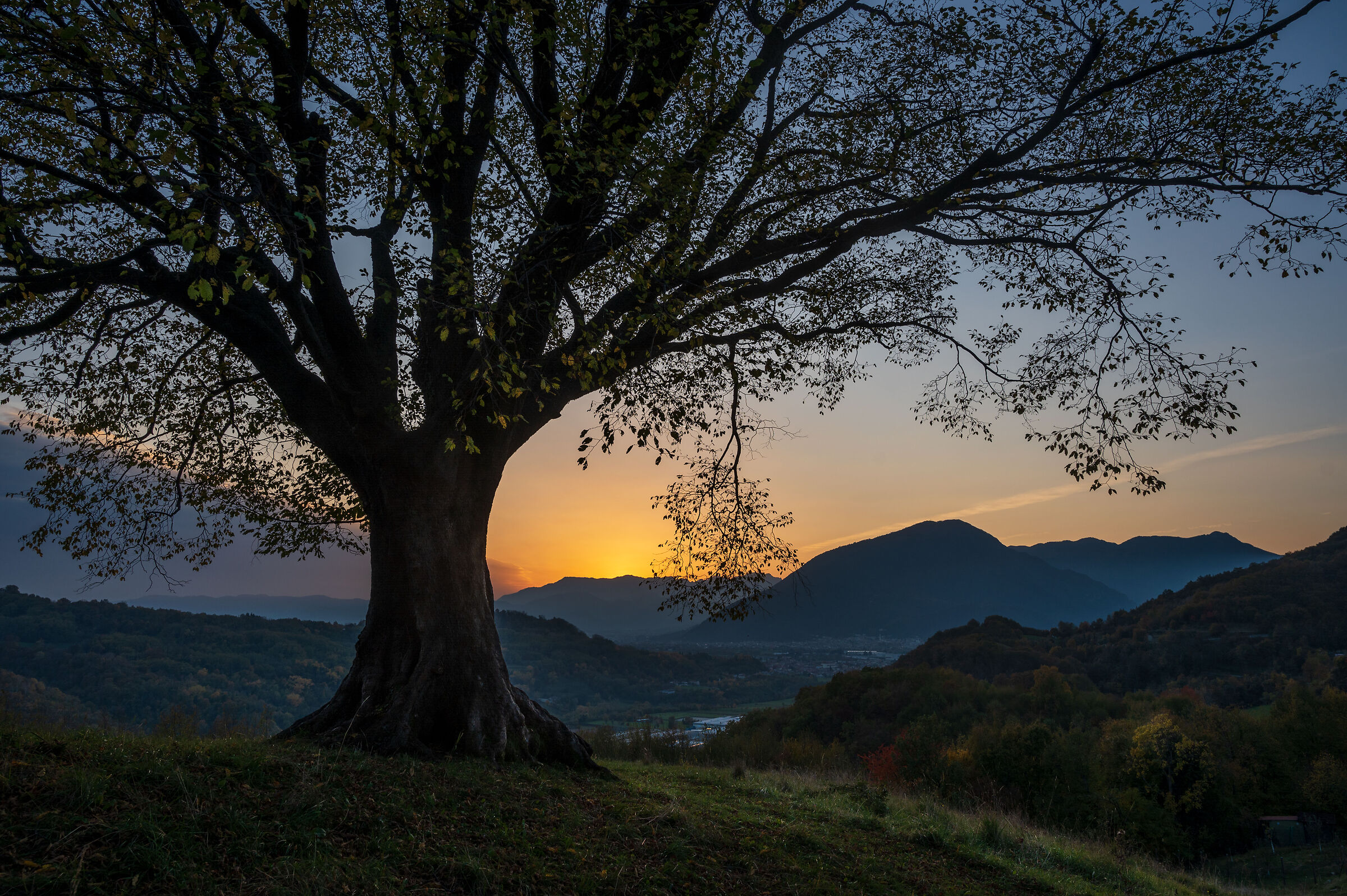Quanti tramonti, grande carpino?