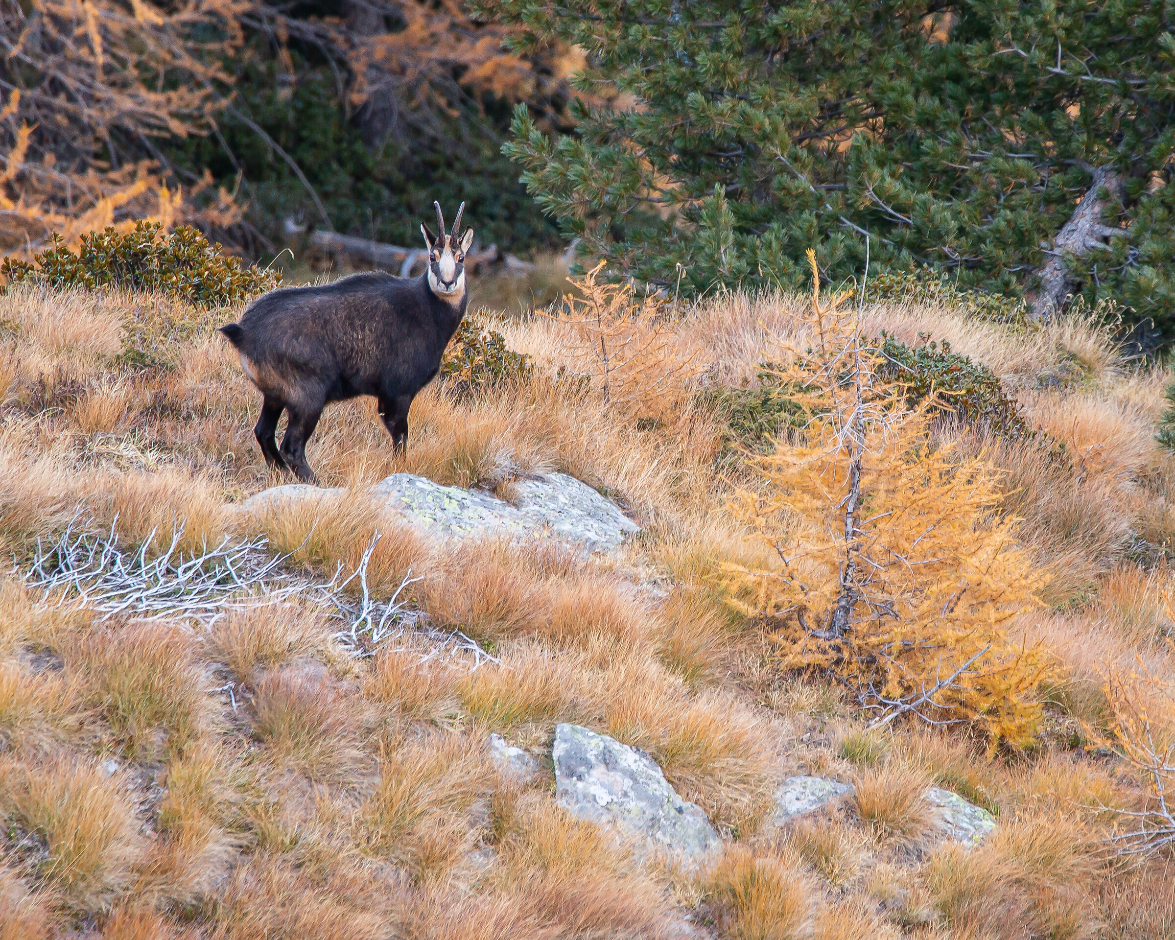 Autumn chamois